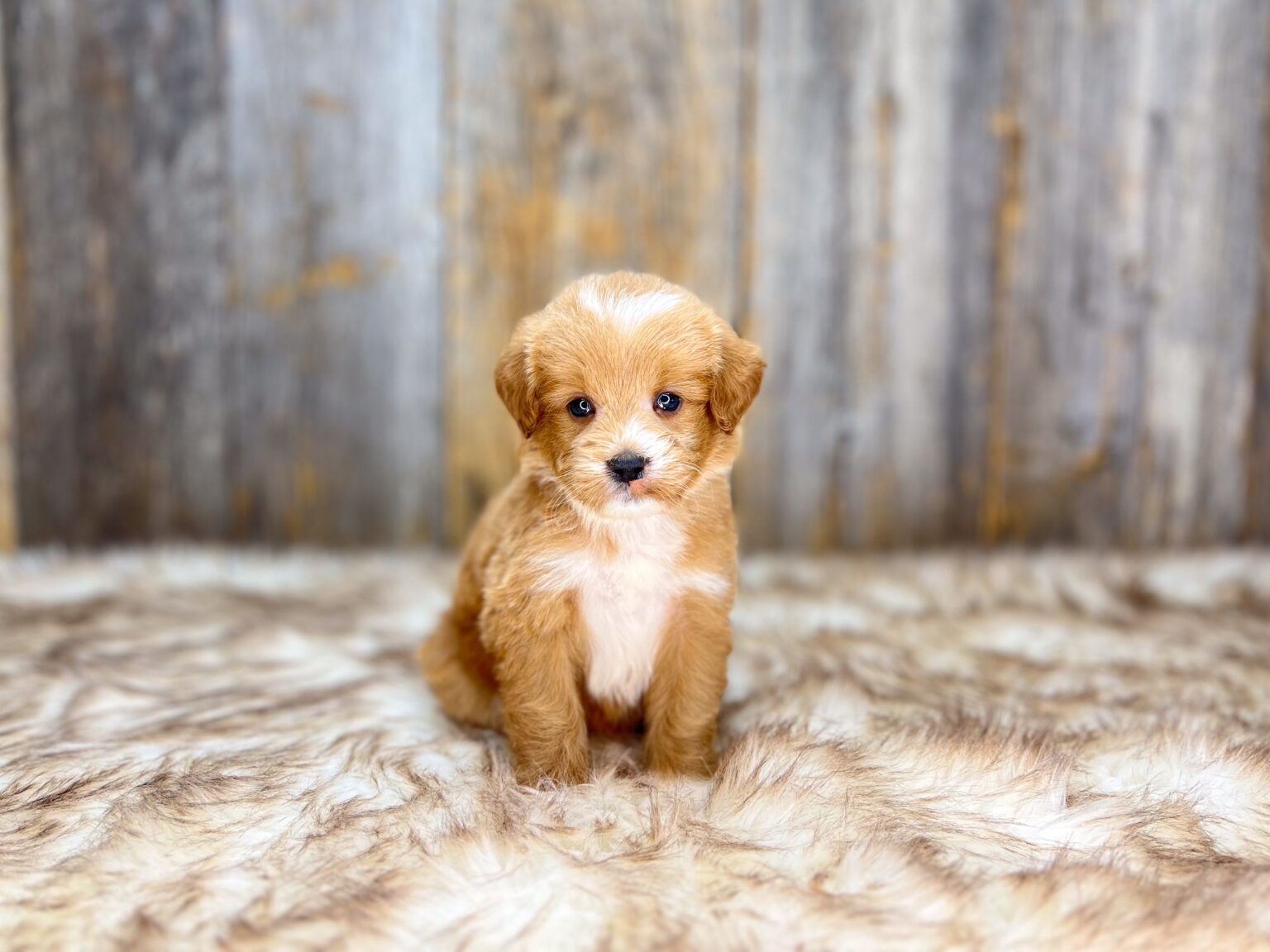I am just a tiny baby and would love to join your family soon! Of course, you can’t see how cute and curly I will be when I get older, so the Dog Club will send updated photos when I am about 6 to 7 weeks old, if you choose to adopt me. Infant puppy deposits are refundable or transferrable.