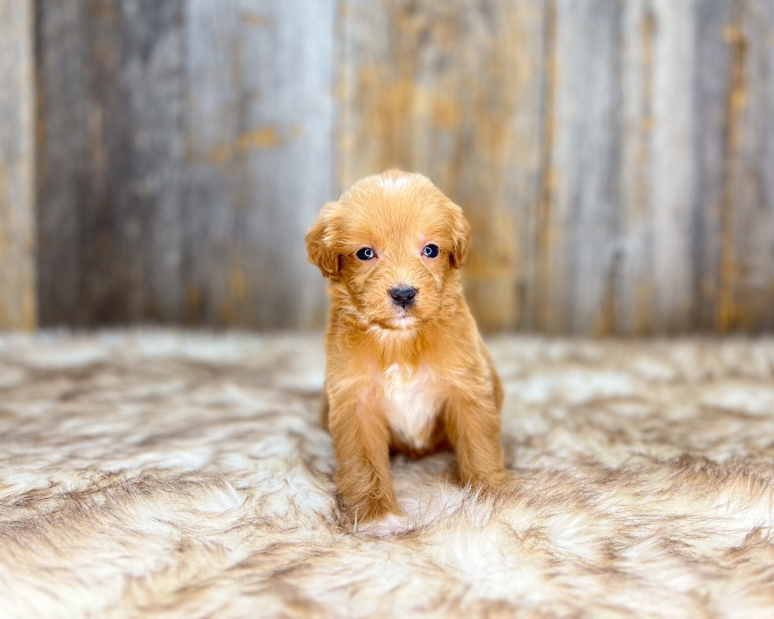 I am just a tiny baby and would love to join your family soon! Of course, you can’t see how cute and curly I will be when I get older, so the Dog Club will send updated photos when I am about 6 to 7 weeks old, if you choose to adopt me. Infant puppy deposits are refundable or transferrable.