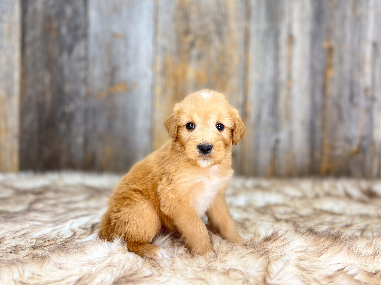 I am just a tiny baby and would love to join your family soon! Of course, you can’t see how cute and curly I will be when I get older, so the Dog Club will send updated photos when I am about 6 to 7 weeks old, if you choose to adopt me. Infant puppy deposits are refundable or transferrable.