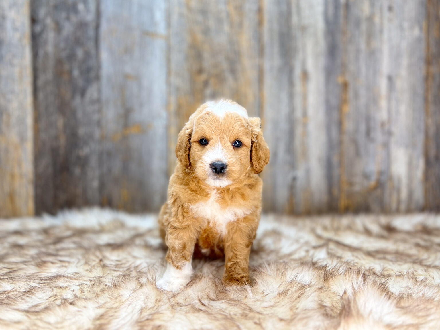I am just a tiny baby and would love to join your family soon! Of course, you can’t see how cute and curly I will be when I get older, so the Dog Club will send updated photos when I am about 6 to 7 weeks old, if you choose to adopt me. Infant puppy deposits are refundable or transferrable.