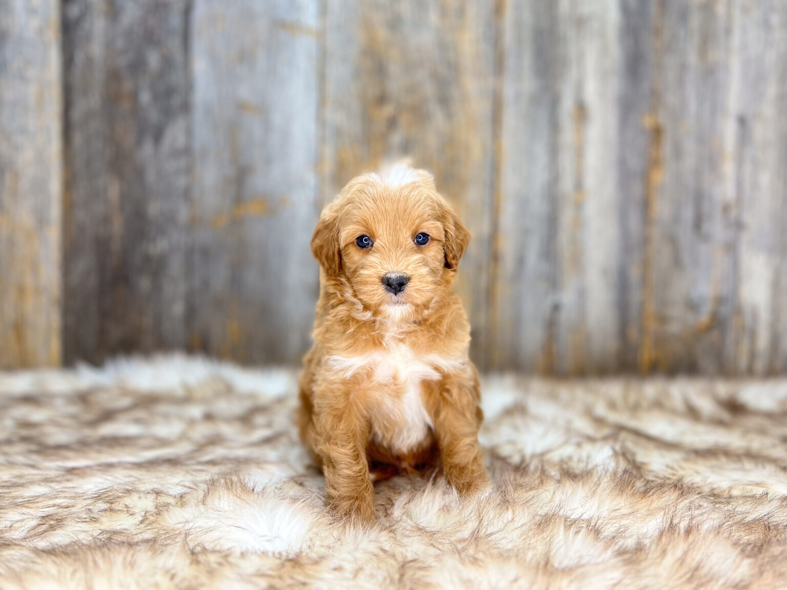 I am just a tiny baby and would love to join your family soon! Of course, you can’t see how cute and curly I will be when I get older, so the Dog Club will send updated photos when I am about 6 to 7 weeks old, if you choose to adopt me. Infant puppy deposits are refundable or transferrable.
