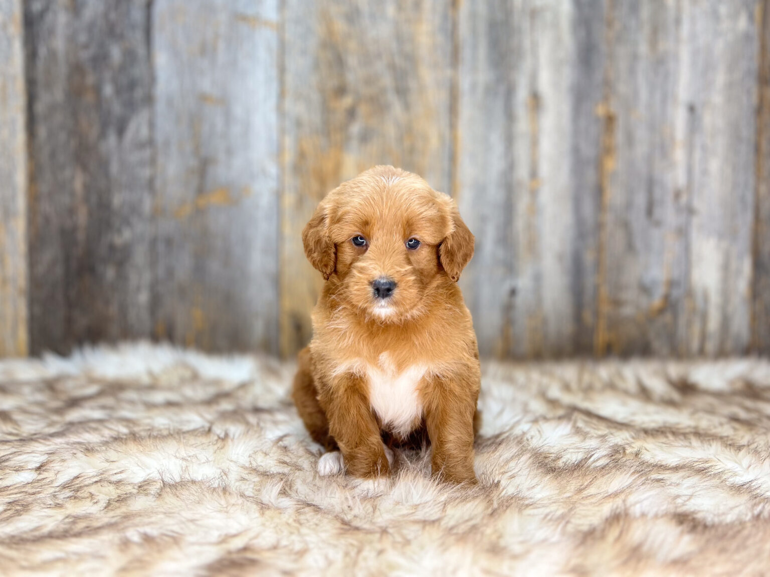 I am just a tiny baby and would love to join your family soon! Of course, you can’t see how cute and curly I will be when I get older, so the Dog Club will send updated photos when I am about 6 to 7 weeks old, if you choose to adopt me. Infant puppy deposits are refundable or transferrable.