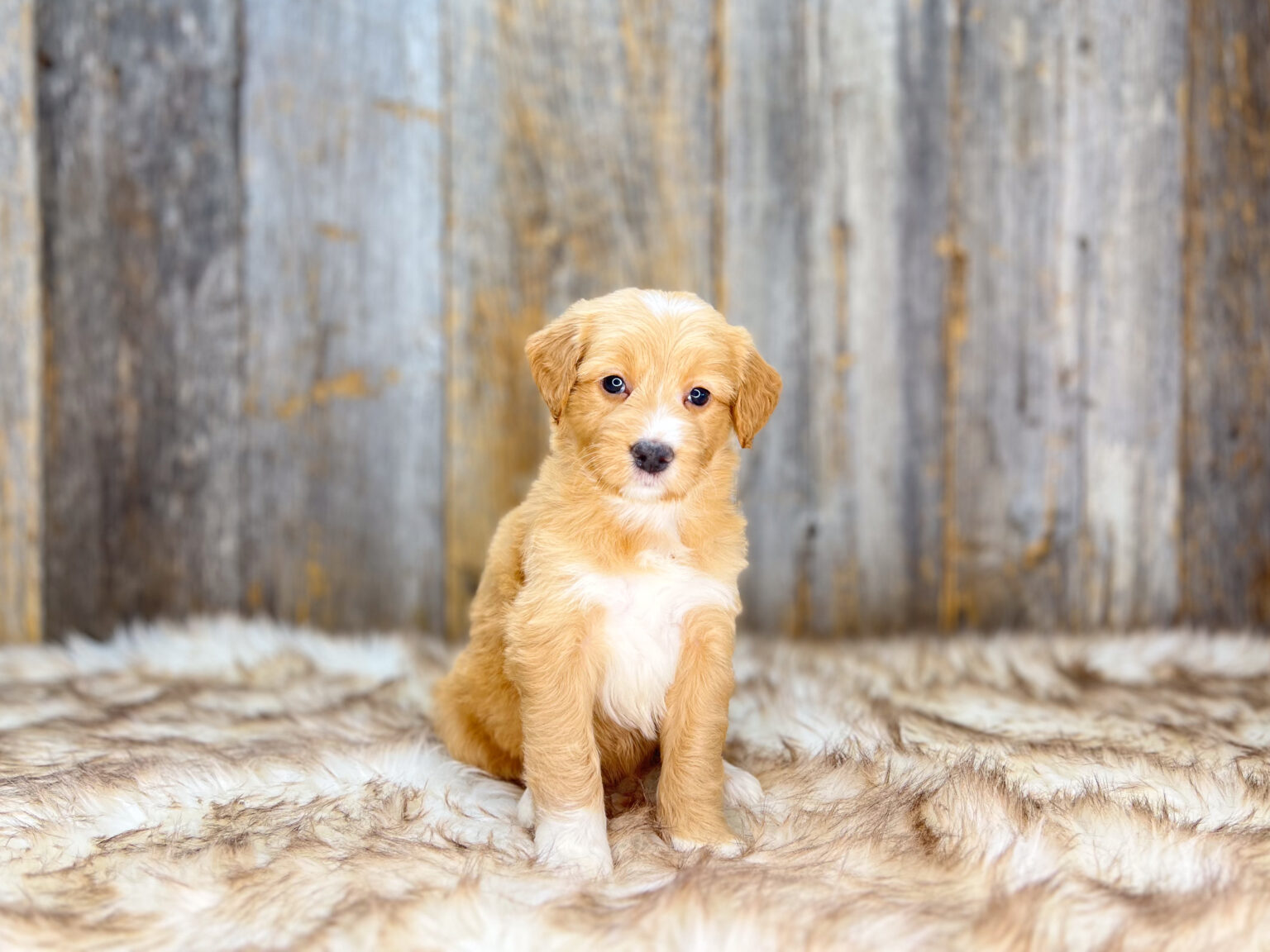 I am just a tiny baby and would love to join your family soon! Of course, you can’t see how cute and curly I will be when I get older, so the Dog Club will send updated photos when I am about 6 to 7 weeks old, if you choose to adopt me. Infant puppy deposits are refundable or transferrable.