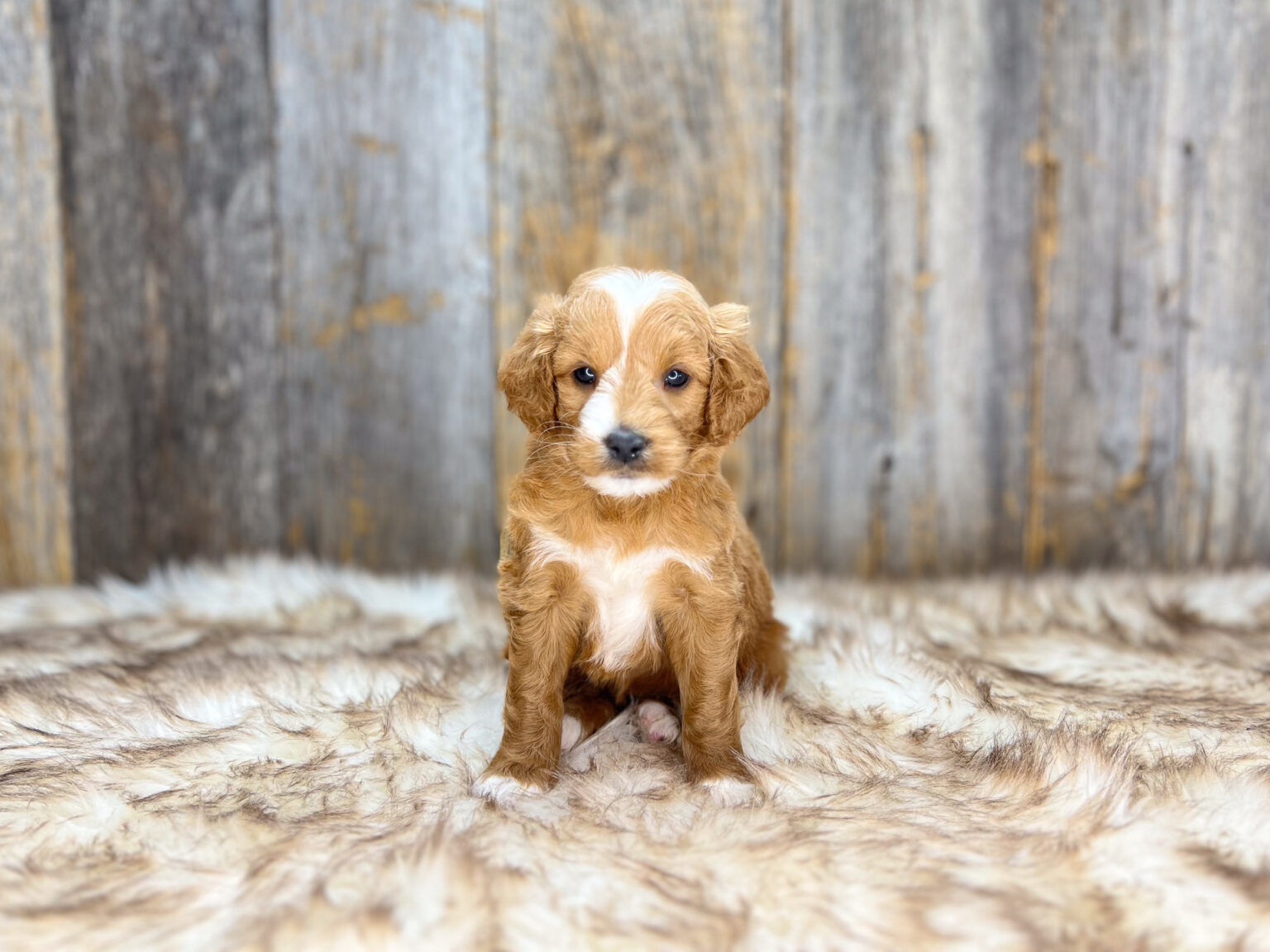 I am just a tiny baby and would love to join your family soon! Of course, you can’t see how cute and curly I will be when I get older, so the Dog Club will send updated photos when I am about 6 to 7 weeks old, if you choose to adopt me. Infant puppy deposits are refundable or transferrable.