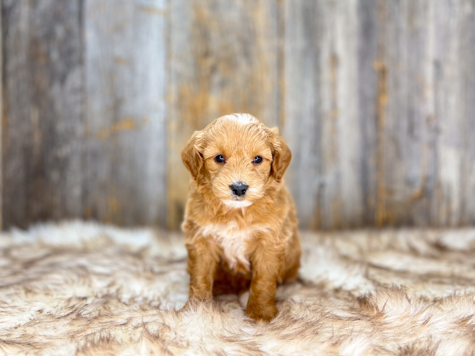 I am just a tiny baby and would love to join your family soon! Of course, you can’t see how cute and curly I will be when I get older, so the Dog Club will send updated photos when I am about 6 to 7 weeks old, if you choose to adopt me. Infant puppy deposits are refundable or transferrable.