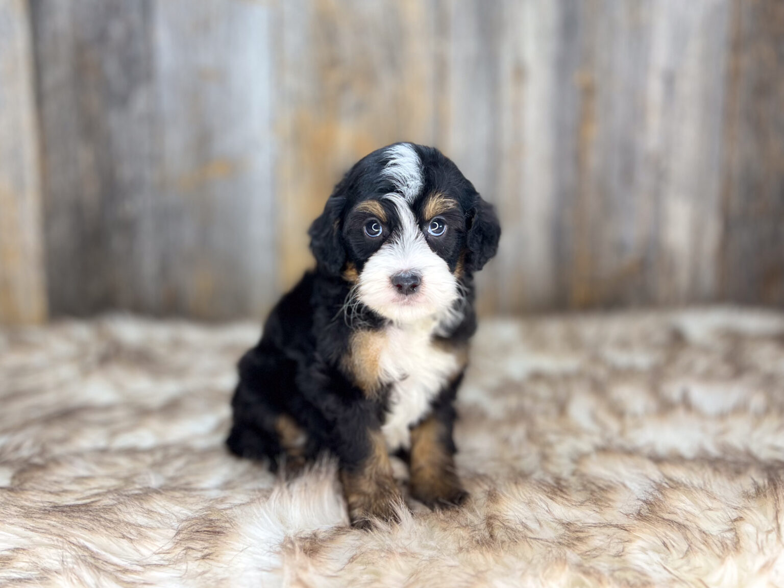 I am just a tiny baby and would love to join your family soon! Of course, you can’t see how cute and curly I will be when I get older, so the Dog Club will send updated photos when I am about 6 to 7 weeks old, if you choose to adopt me. Infant puppy deposits are refundable or transferrable.
