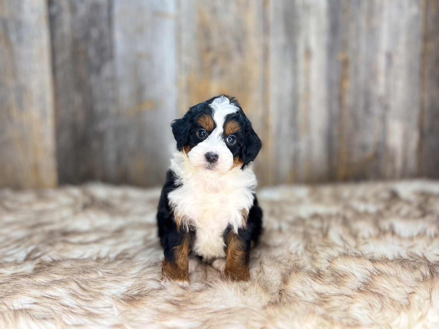 I am just a tiny baby and would love to join your family soon! Of course, you can’t see how cute and curly I will be when I get older, so the Dog Club will send updated photos when I am about 6 to 7 weeks old, if you choose to adopt me. Infant puppy deposits are refundable or transferrable.