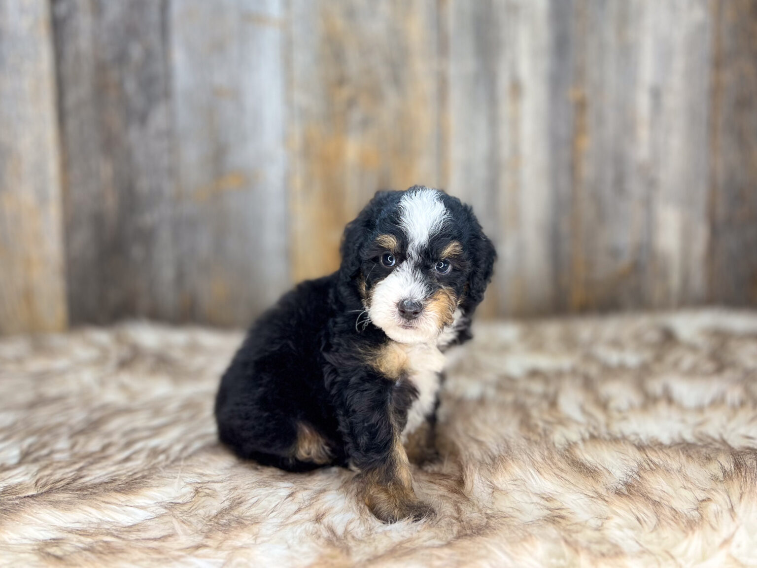 I am just a tiny baby and would love to join your family soon! Of course, you can’t see how cute and curly I will be when I get older, so the Dog Club will send updated photos when I am about 6 to 7 weeks old, if you choose to adopt me. Infant puppy deposits are refundable or transferrable.