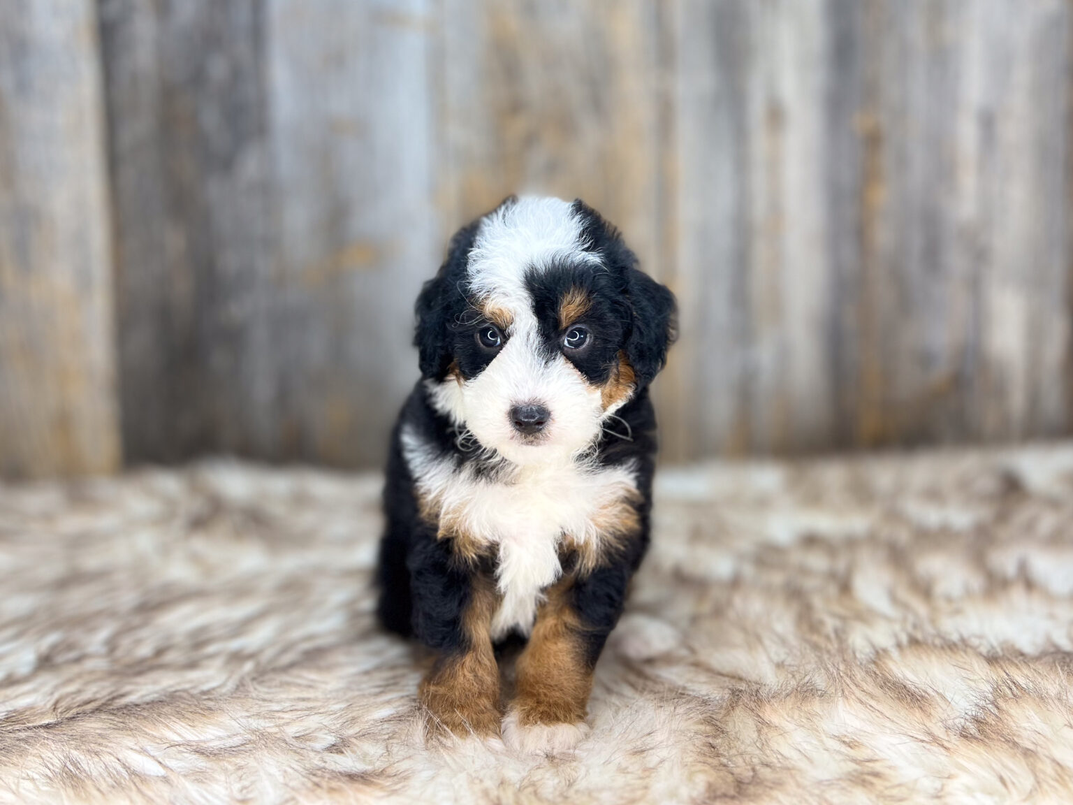 I am just a tiny baby and would love to join your family soon! Of course, you can’t see how cute and curly I will be when I get older, so the Dog Club will send updated photos when I am about 6 to 7 weeks old, if you choose to adopt me. Infant puppy deposits are refundable or transferrable.