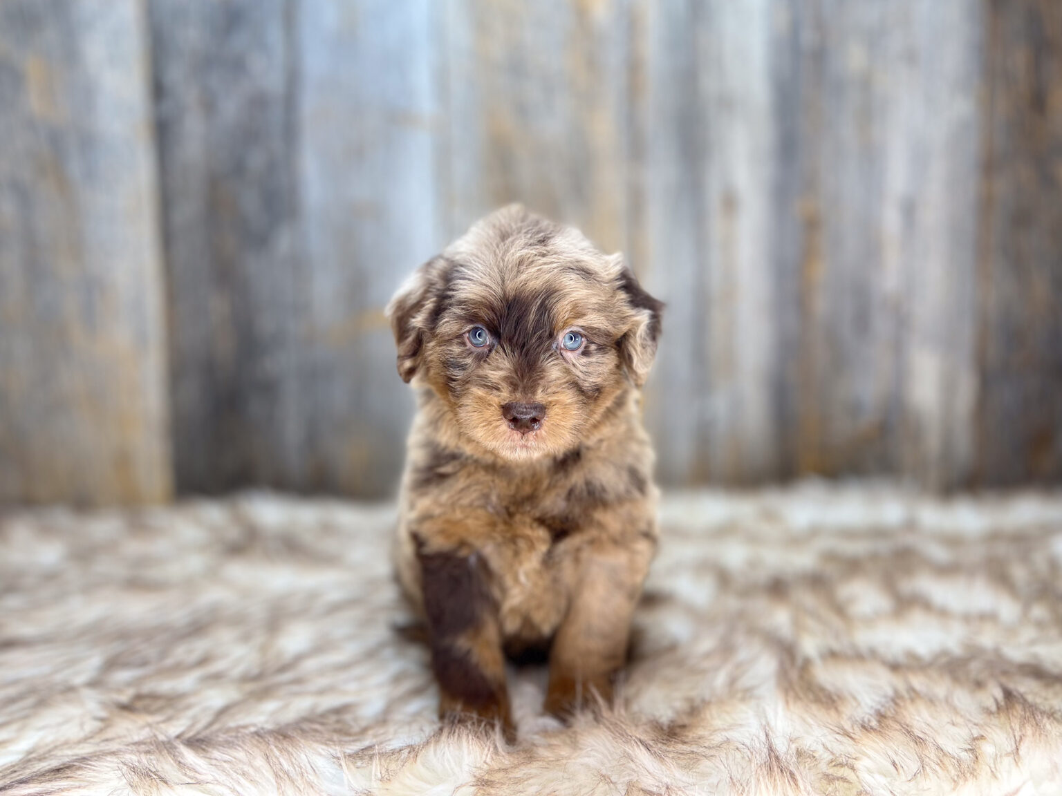 I am just a tiny baby and would love to join your family soon! Of course, you can’t see how cute and curly I will be when I get older, so the Dog Club will send updated photos when I am about 6 to 7 weeks old, if you choose to adopt me. Infant puppy deposits are refundable or transferrable.
