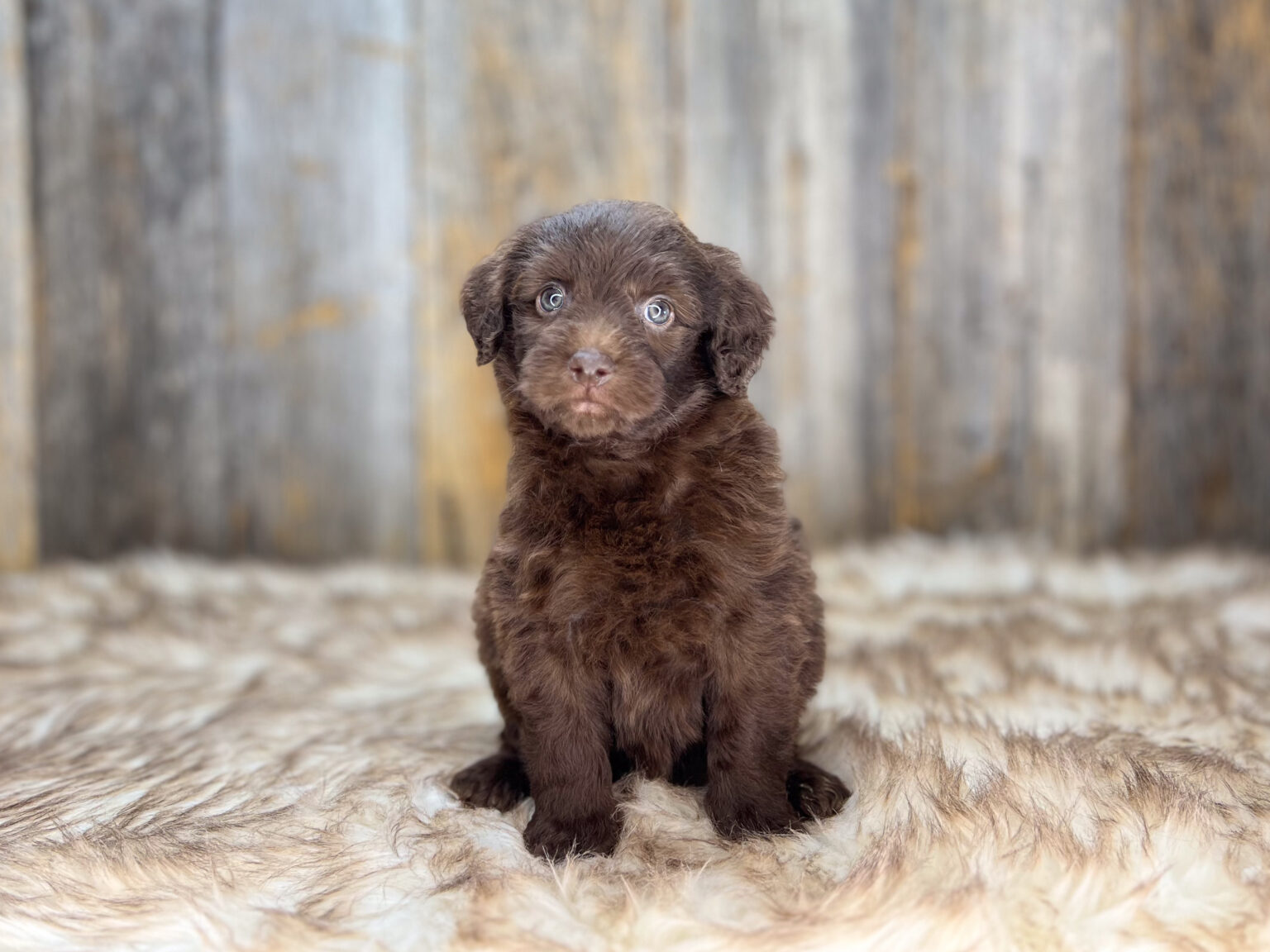 I am just a tiny baby and would love to join your family soon! Of course, you can’t see how cute and curly I will be when I get older, so the Dog Club will send updated photos when I am about 6 to 7 weeks old, if you choose to adopt me. Infant puppy deposits are refundable or transferrable.