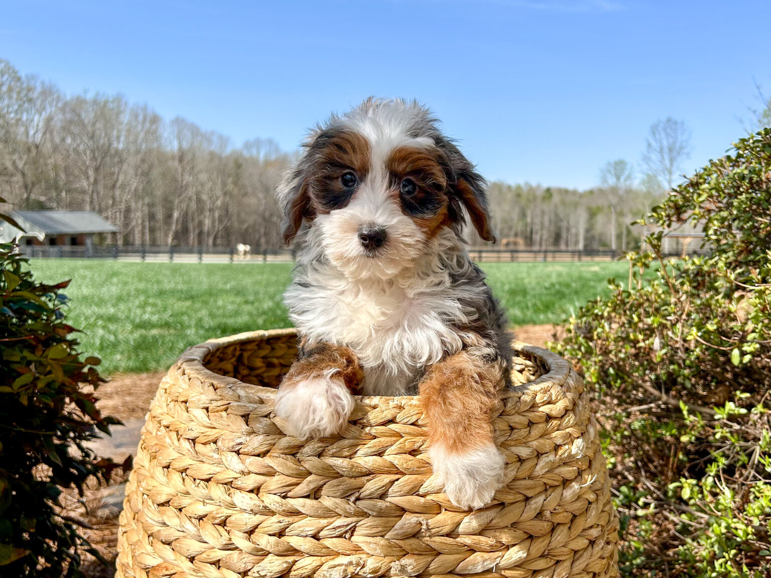 I am just a tiny baby and would love to join your family soon! Of course, you can’t see how cute and curly I will be when I get older, so the Dog Club will send updated photos when I am about 6 to 7 weeks old, if you choose to adopt me. Infant puppy deposits are refundable or transferrable.