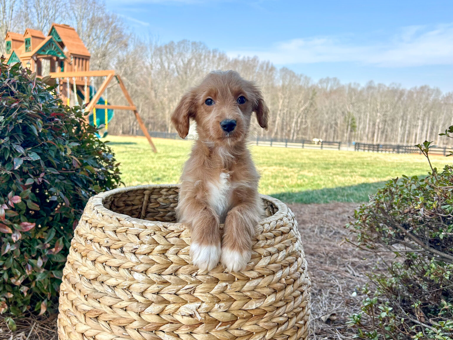I am just a tiny baby and would love to join your family soon! Of course, you can’t see how cute and curly I will be when I get older, so the Dog Club will send updated photos when I am about 6 to 7 weeks old, if you choose to adopt me. Infant puppy deposits are refundable or transferrable.