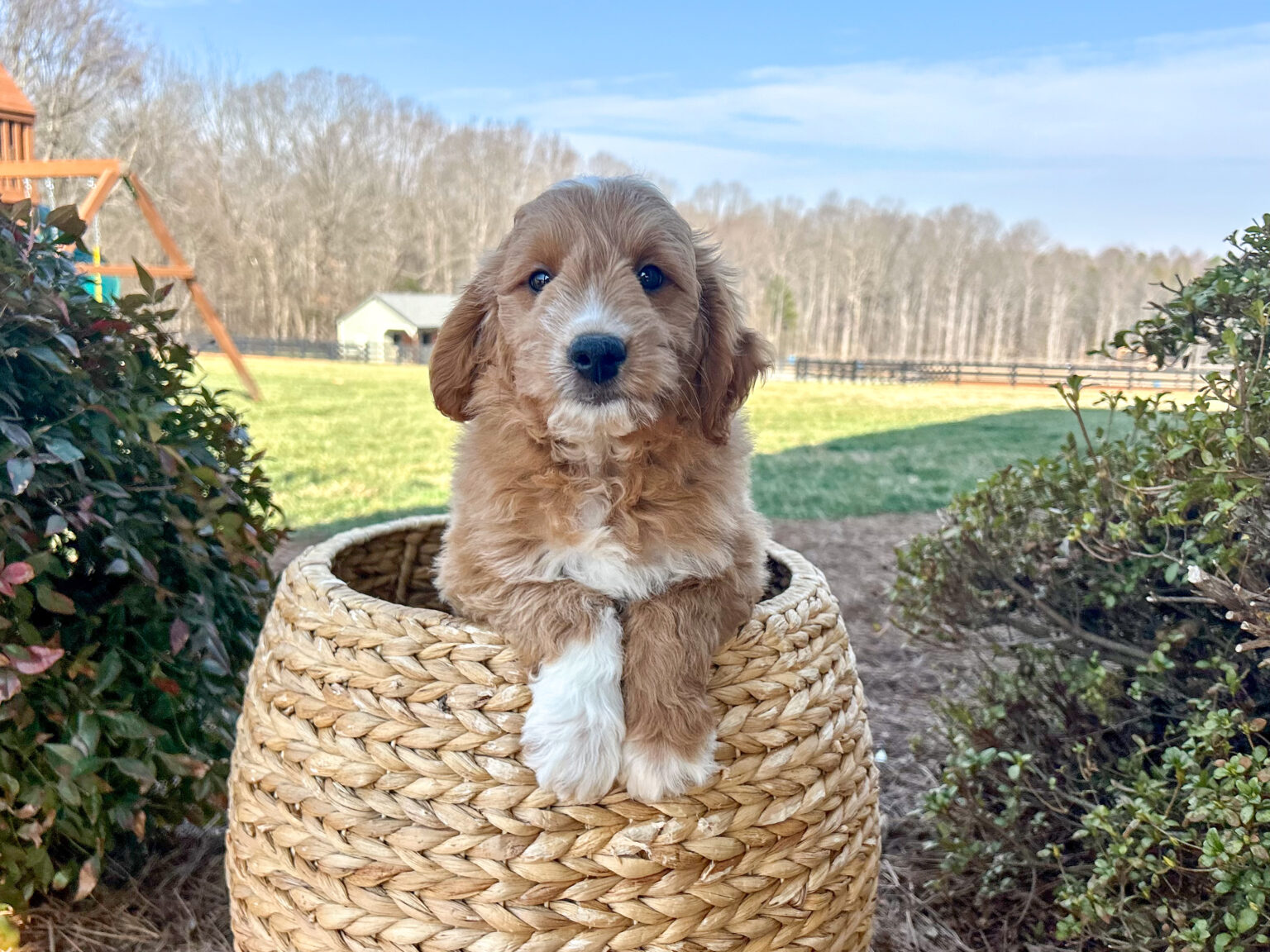 I am just a tiny baby and would love to join your family soon! Of course, you can’t see how cute and curly I will be when I get older, so the Dog Club will send updated photos when I am about 6 to 7 weeks old, if you choose to adopt me. Infant puppy deposits are refundable or transferrable.