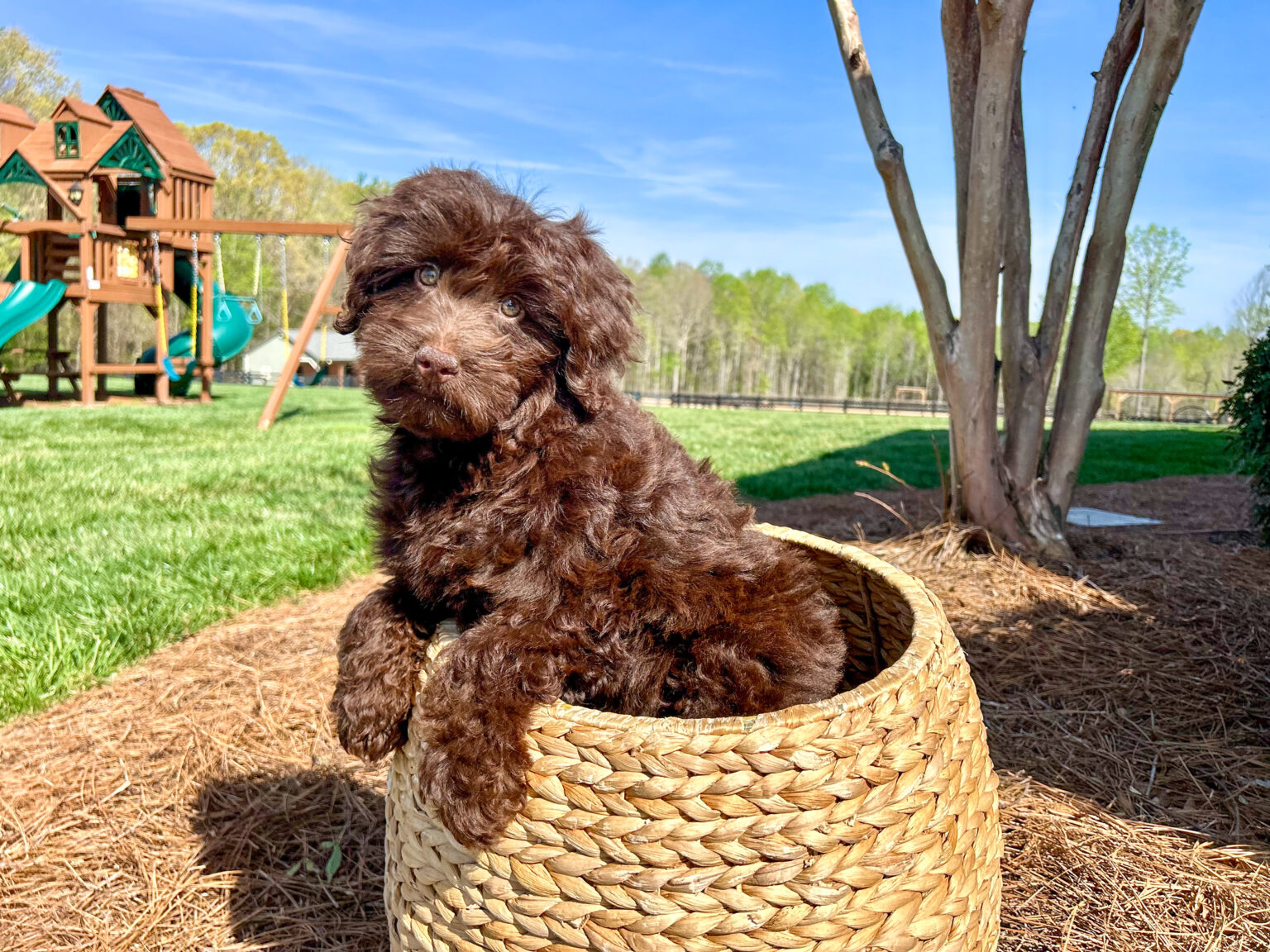 During Puppy Preschool training, the puppies are introduced to Housebreaking, Crate Training, Playpen Training, Basic Commands, Socialization and so much more! Check out our training page <a href="/puppy-training/"><strong>Puppy Preschool</strong></a>.

To reduce training regression when going into a new environment, we do recommend to set up your home with the same products that your puppy is trained to use, in Puppy Preschool! For each pre-trained puppy, it is required to purchase a Calming Buddy, the harness and leash package, the puppy starter kit, and a playpen, from the Dog Club Collection, to ensure that familiarity!
