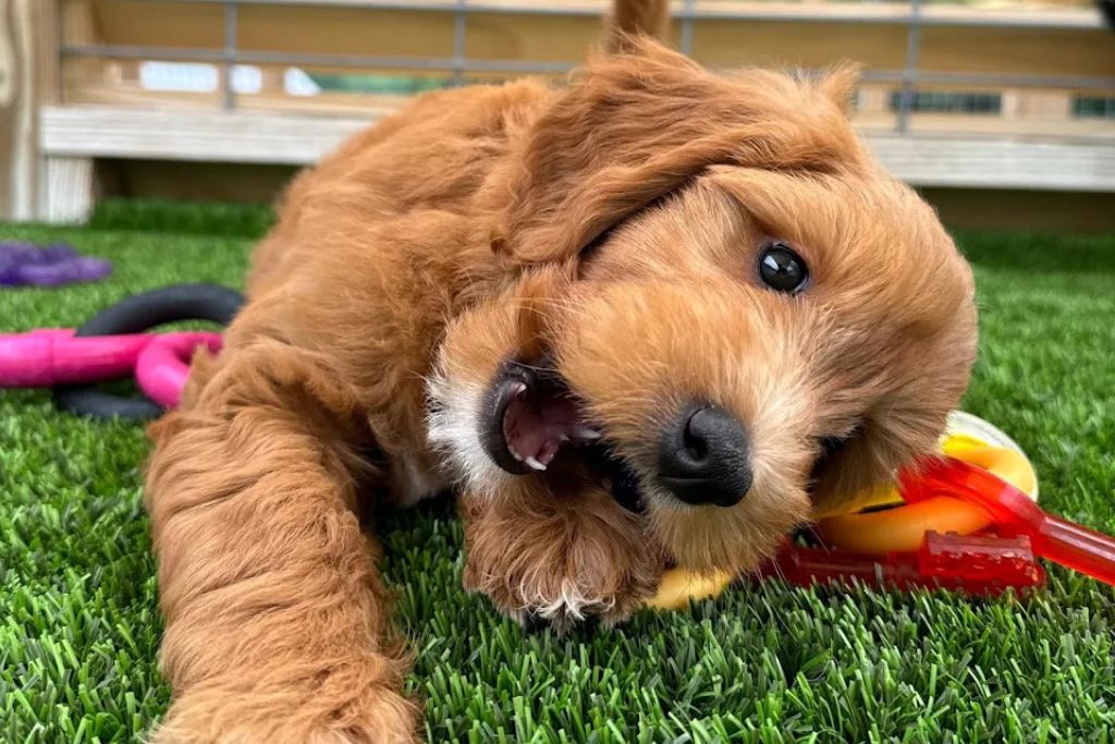 goldendoodle puppy playing with toys
