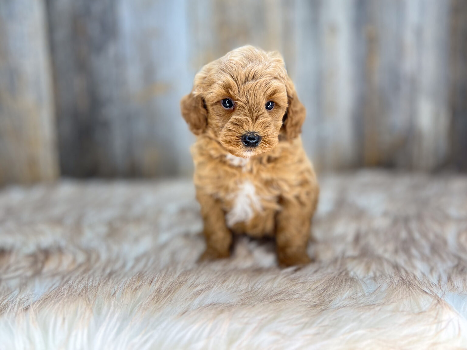 I am just a tiny baby and would love to join your family soon! Of course, you can’t see how cute and curly I will be when I get older, so the Dog Club will send updated photos when I am about 6 to 7 weeks old, if you choose to adopt me. Infant puppy deposits are refundable or transferrable.