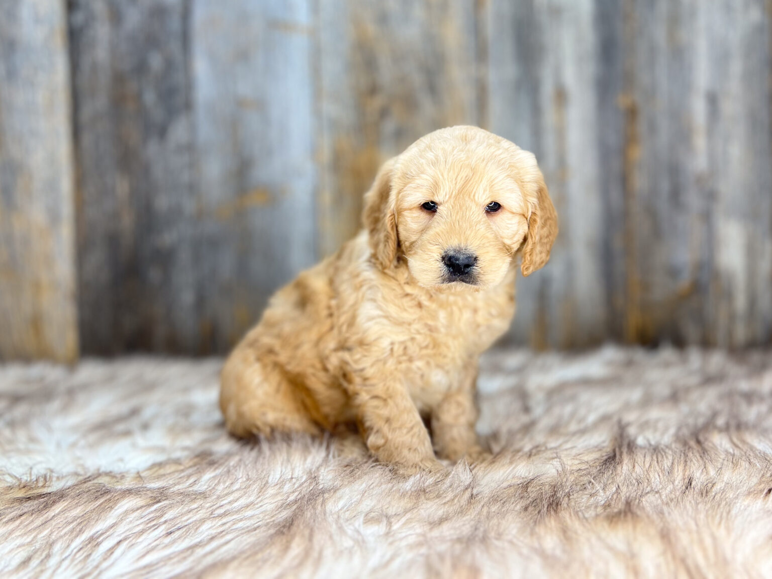 I am just a tiny baby and would love to join your family soon! Of course, you can’t see how cute and curly I will be when I get older, so the Dog Club will send updated photos when I am about 6 to 7 weeks old, if you choose to adopt me. Infant puppy deposits are refundable or transferrable.