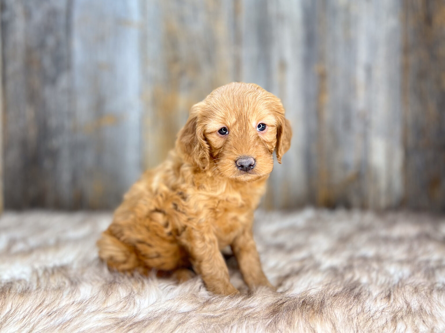 I am just a tiny baby and would love to join your family soon! Of course, you can’t see how cute and curly I will be when I get older, so the Dog Club will send updated photos when I am about 6 to 7 weeks old, if you choose to adopt me. Infant puppy deposits are refundable or transferrable.