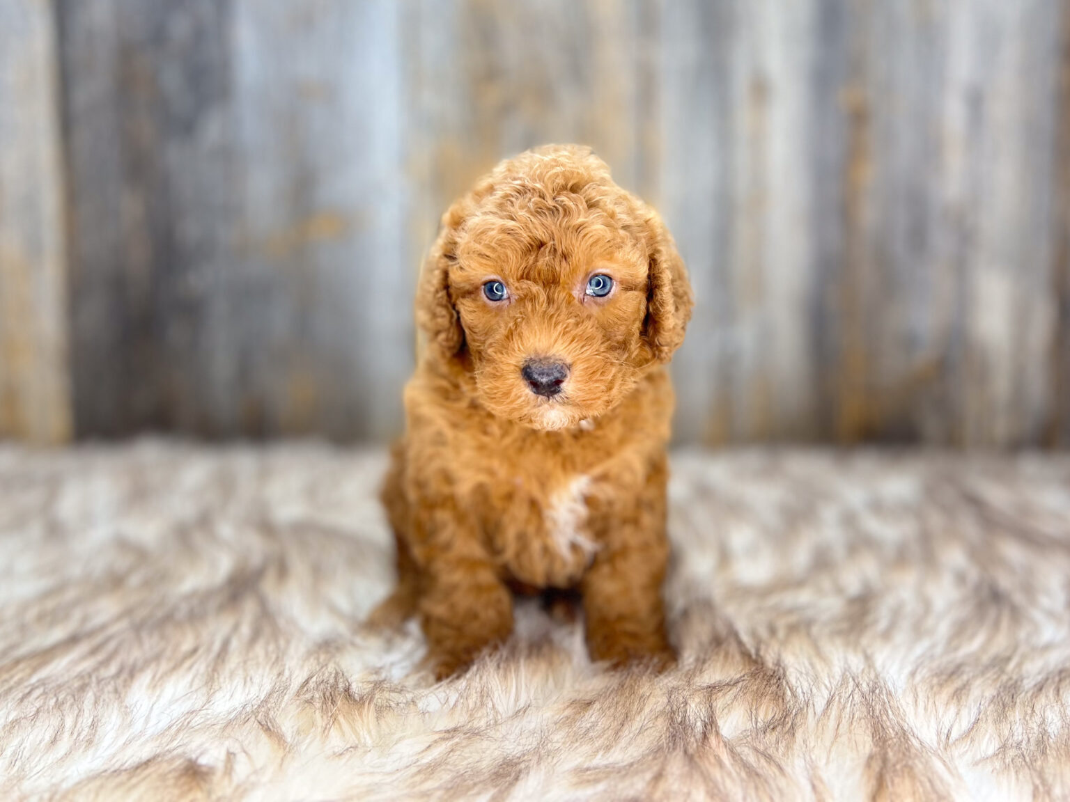 I am just a tiny baby and would love to join your family soon! Of course, you can’t see how cute and curly I will be when I get older, so the Dog Club will send updated photos when I am about 6 to 7 weeks old, if you choose to adopt me. Infant puppy deposits are refundable or transferrable.