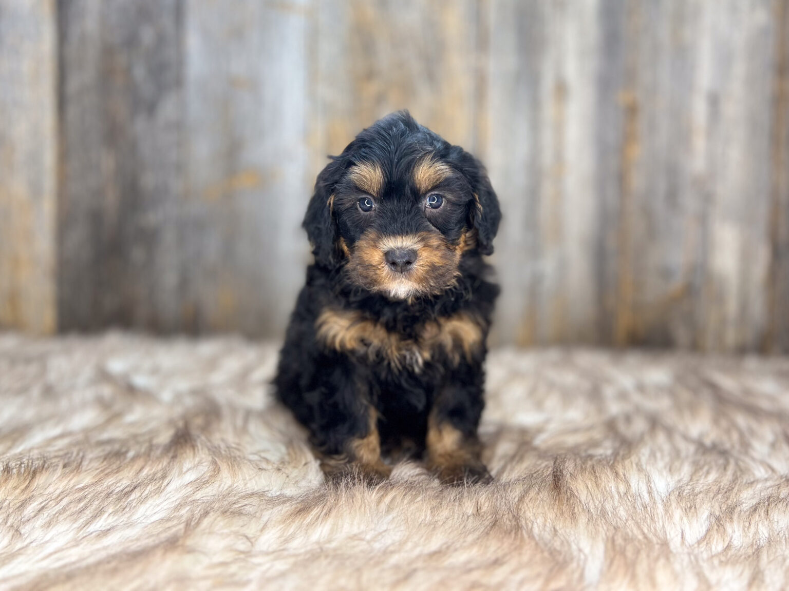 I am just a tiny baby and would love to join your family soon! Of course, you can’t see how cute and curly I will be when I get older, so the Dog Club will send updated photos when I am about 6 to 7 weeks old, if you choose to adopt me. Infant puppy deposits are refundable or transferrable.