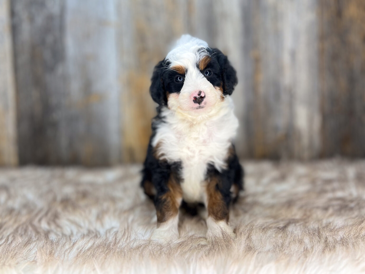 I am just a tiny baby and would love to join your family soon! Of course, you can’t see how cute and curly I will be when I get older, so the Dog Club will send updated photos when I am about 6 to 7 weeks old, if you choose to adopt me. Infant puppy deposits are refundable or transferrable.