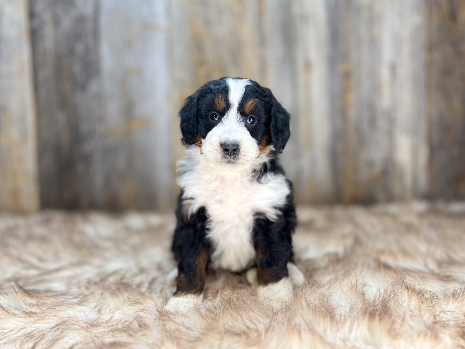 I am just a tiny baby and would love to join your family soon! Of course, you can’t see how cute and curly I will be when I get older, so the Dog Club will send updated photos when I am about 6 to 7 weeks old, if you choose to adopt me. Infant puppy deposits are refundable or transferrable.