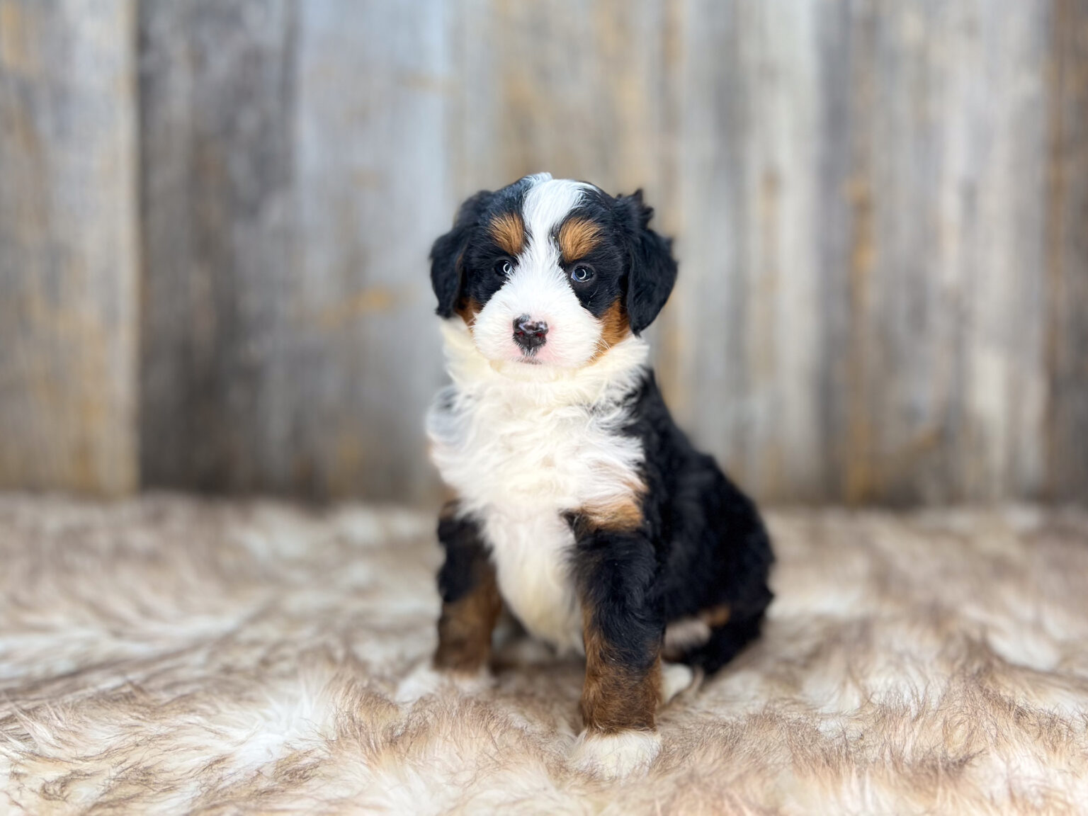 I am just a tiny baby and would love to join your family soon! Of course, you can’t see how cute and curly I will be when I get older, so the Dog Club will send updated photos when I am about 6 to 7 weeks old, if you choose to adopt me. Infant puppy deposits are refundable or transferrable.