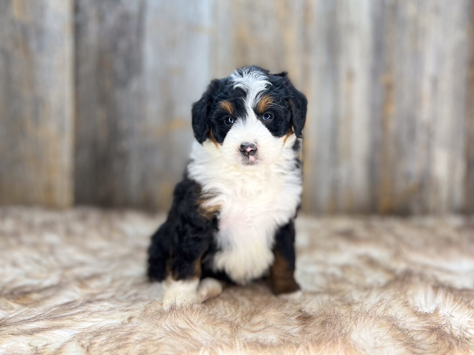 I am just a tiny baby and would love to join your family soon! Of course, you can’t see how cute and curly I will be when I get older, so the Dog Club will send updated photos when I am about 6 to 7 weeks old, if you choose to adopt me. Infant puppy deposits are refundable or transferrable.
