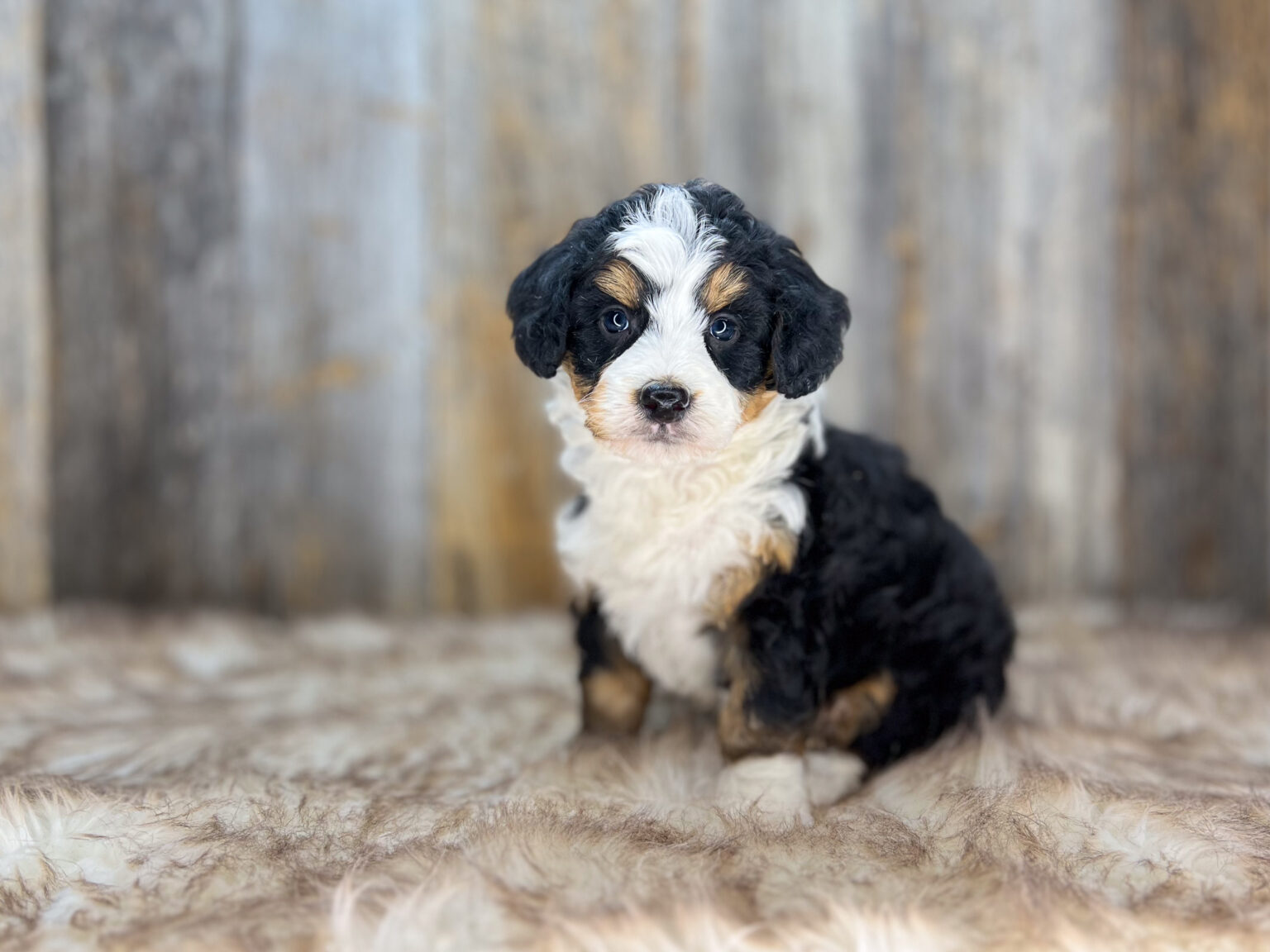 I am just a tiny baby and would love to join your family soon! Of course, you can’t see how cute and curly I will be when I get older, so the Dog Club will send updated photos when I am about 6 to 7 weeks old, if you choose to adopt me. Infant puppy deposits are refundable or transferrable.
