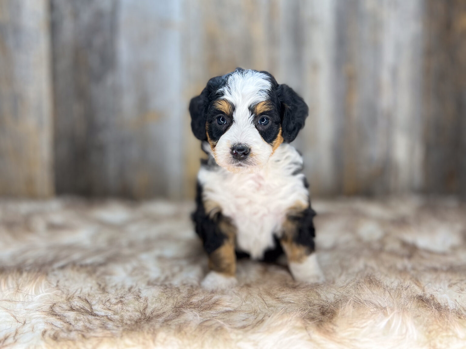 I am just a tiny baby and would love to join your family soon! Of course, you can’t see how cute and curly I will be when I get older, so the Dog Club will send updated photos when I am about 6 to 7 weeks old, if you choose to adopt me. Infant puppy deposits are refundable or transferrable.