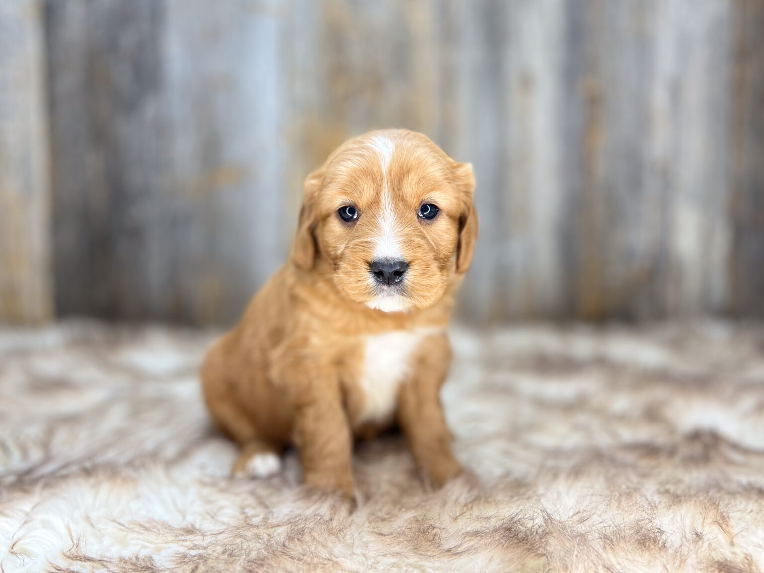 I am just a tiny baby and would love to join your family soon! Of course, you can’t see how cute and curly I will be when I get older, so the Dog Club will send updated photos when I am about 6 to 7 weeks old, if you choose to adopt me. Infant puppy deposits are refundable or transferrable.
