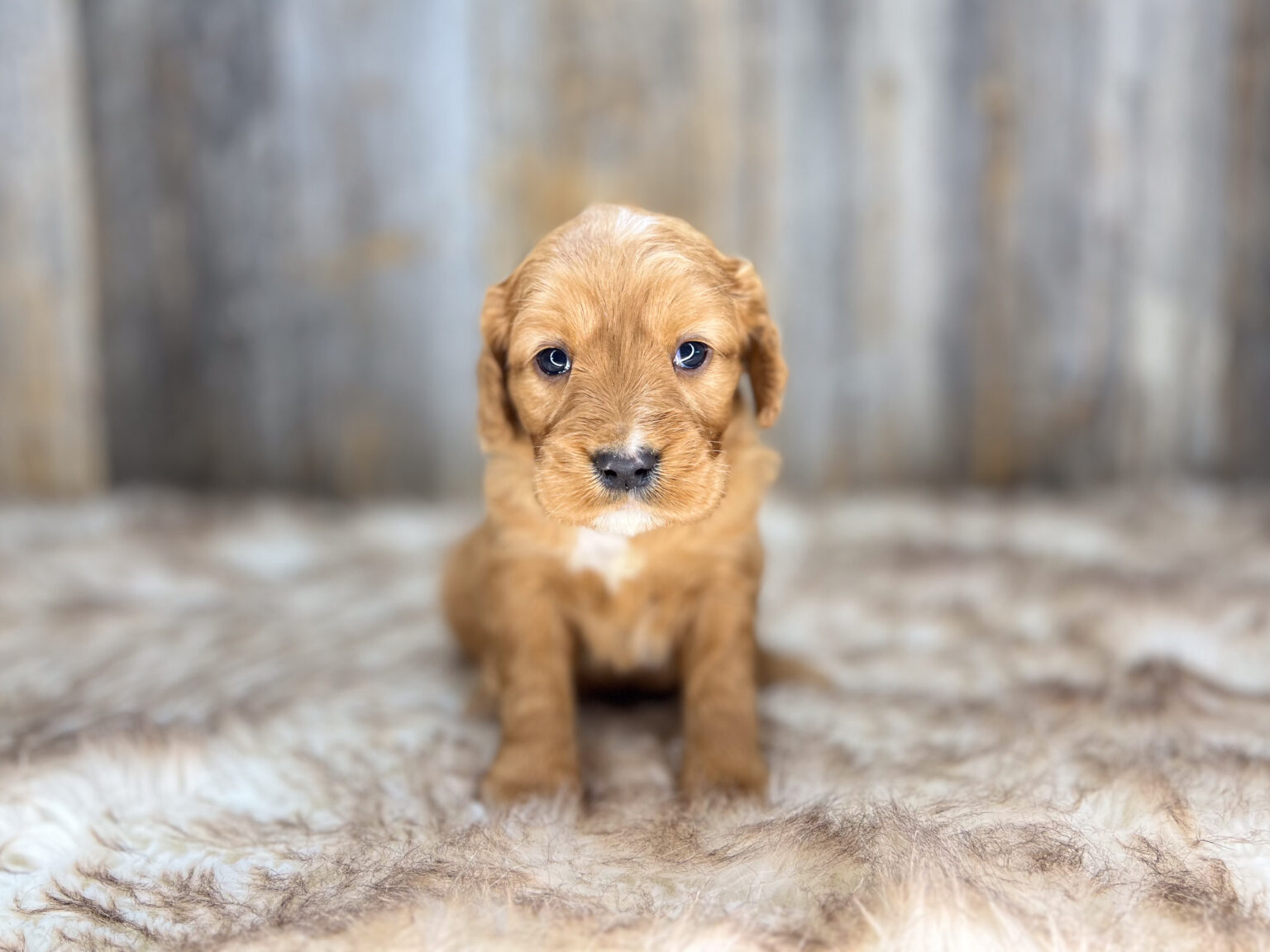 I am just a tiny baby and would love to join your family soon! Of course, you can’t see how cute and curly I will be when I get older, so the Dog Club will send updated photos when I am about 6 to 7 weeks old, if you choose to adopt me. Infant puppy deposits are refundable or transferrable.