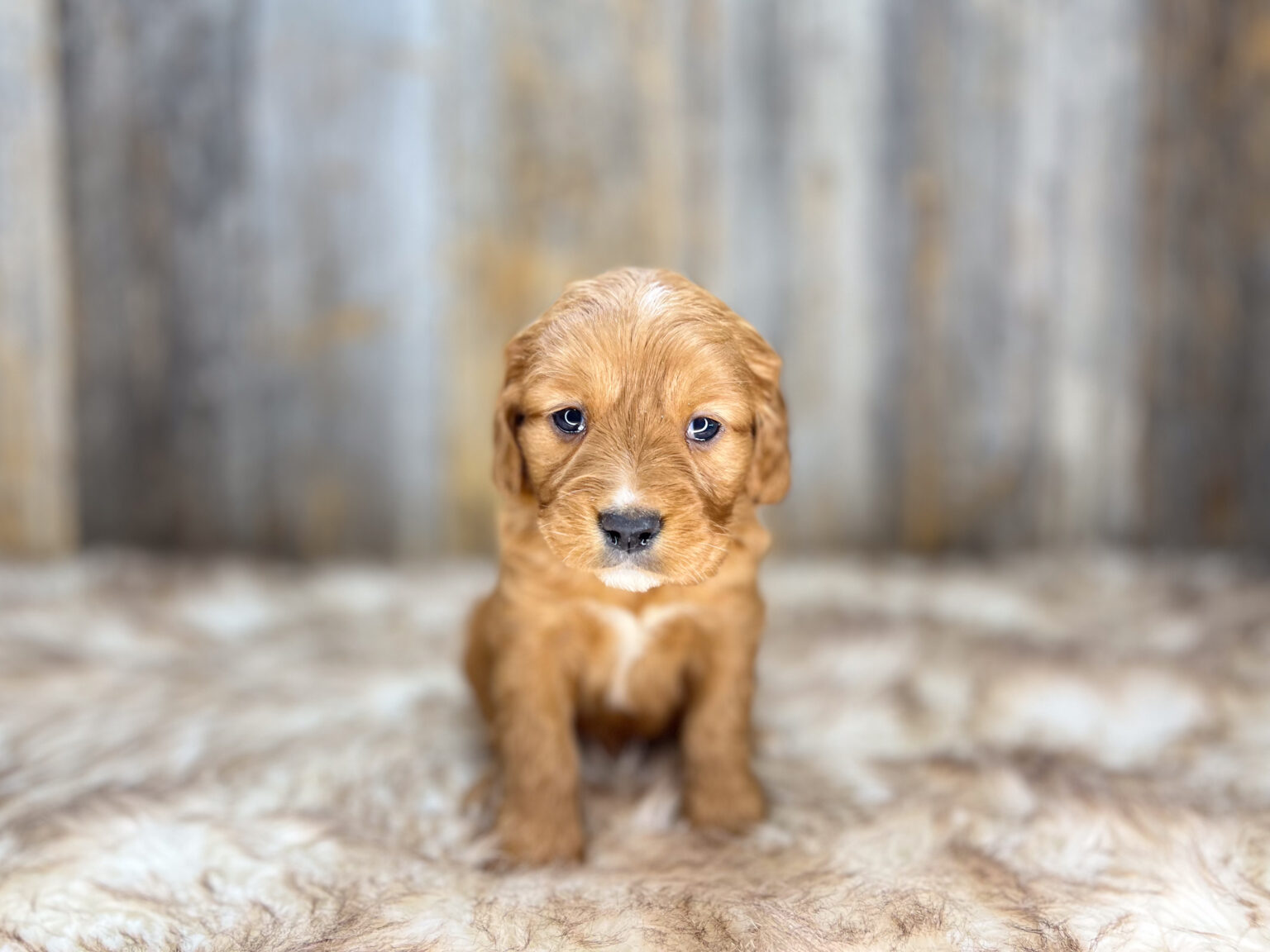 I am just a tiny baby and would love to join your family soon! Of course, you can’t see how cute and curly I will be when I get older, so the Dog Club will send updated photos when I am about 6 to 7 weeks old, if you choose to adopt me. Infant puppy deposits are refundable or transferrable.