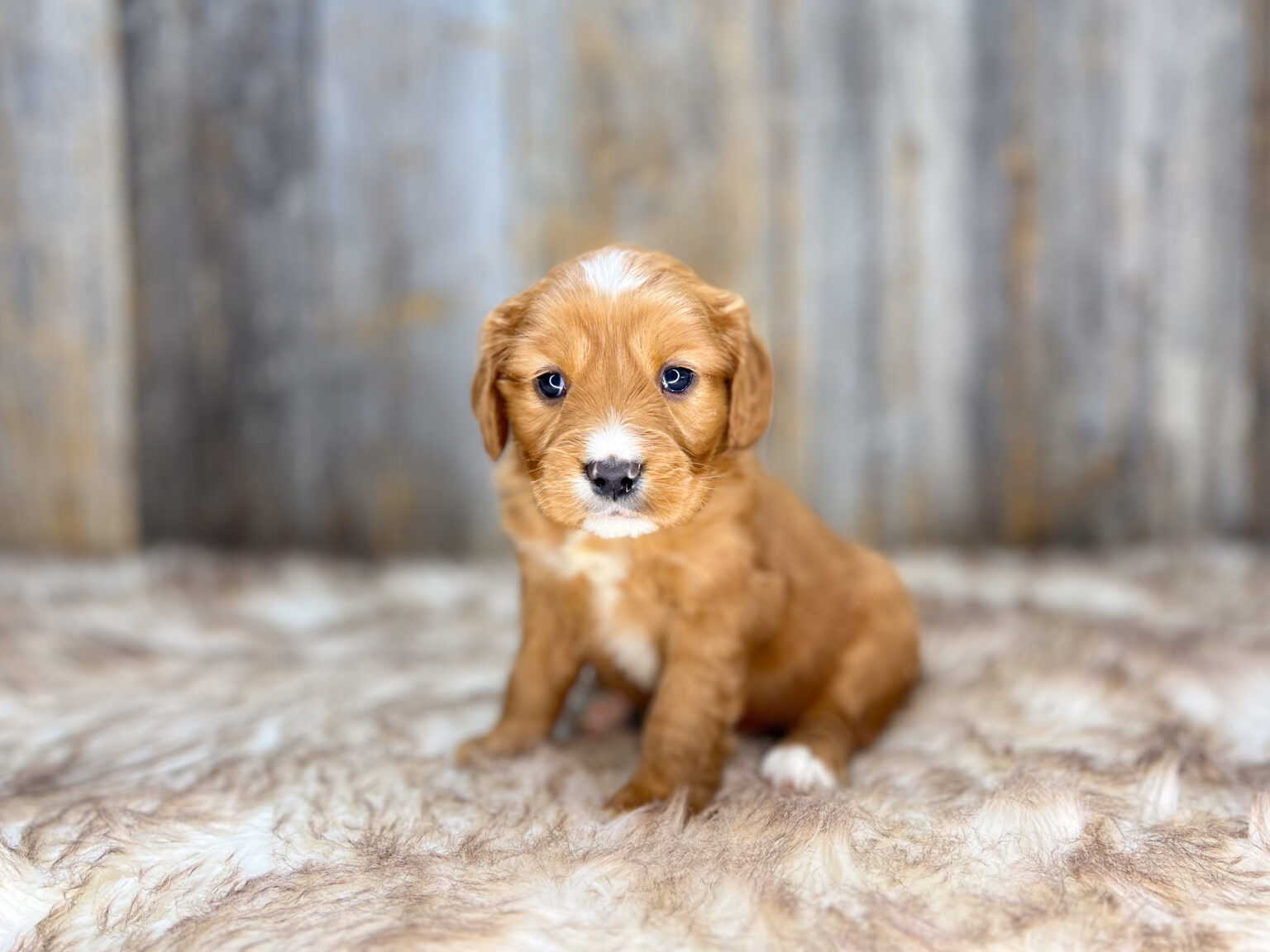 I am just a tiny baby and would love to join your family soon! Of course, you can’t see how cute and curly I will be when I get older, so the Dog Club will send updated photos when I am about 6 to 7 weeks old, if you choose to adopt me. Infant puppy deposits are refundable or transferrable.