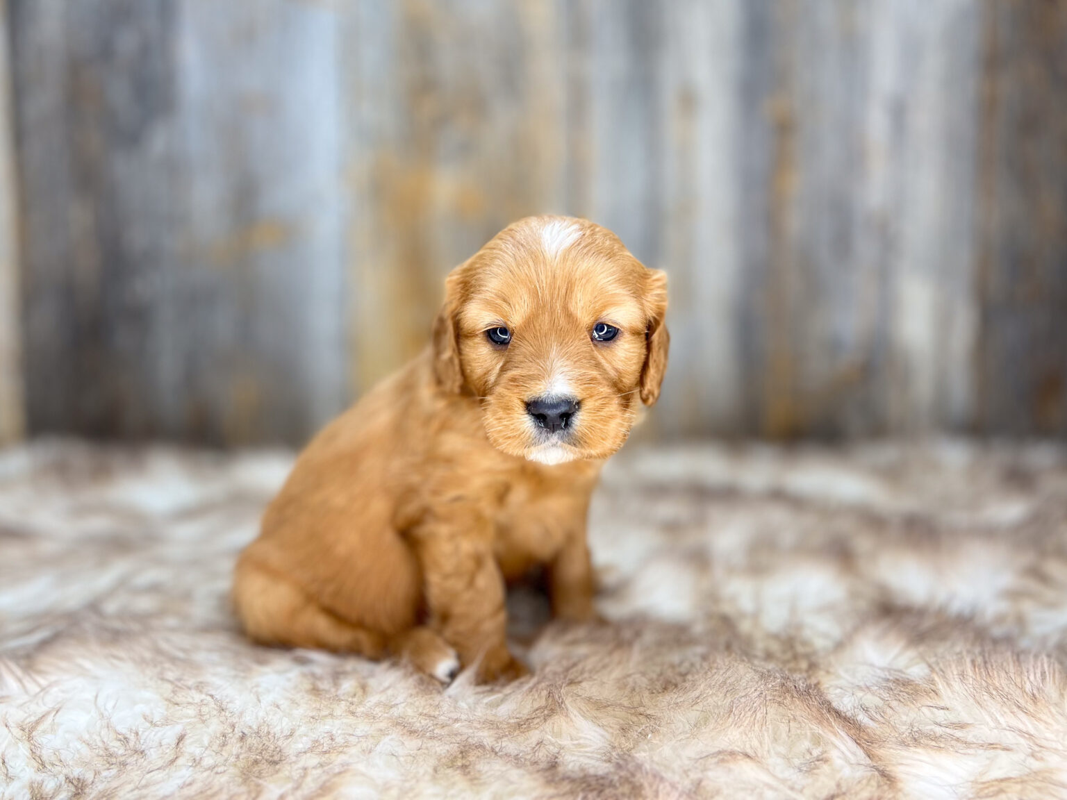 I am just a tiny baby and would love to join your family soon! Of course, you can’t see how cute and curly I will be when I get older, so the Dog Club will send updated photos when I am about 6 to 7 weeks old, if you choose to adopt me. Infant puppy deposits are refundable or transferrable.