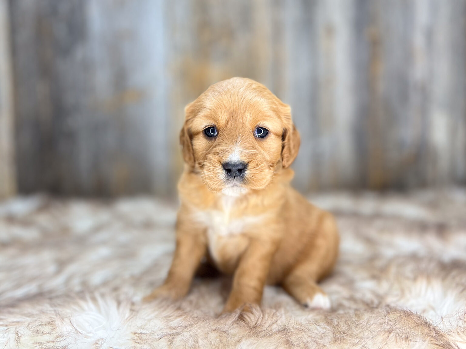 I am just a tiny baby and would love to join your family soon! Of course, you can’t see how cute and curly I will be when I get older, so the Dog Club will send updated photos when I am about 6 to 7 weeks old, if you choose to adopt me. Infant puppy deposits are refundable or transferrable.