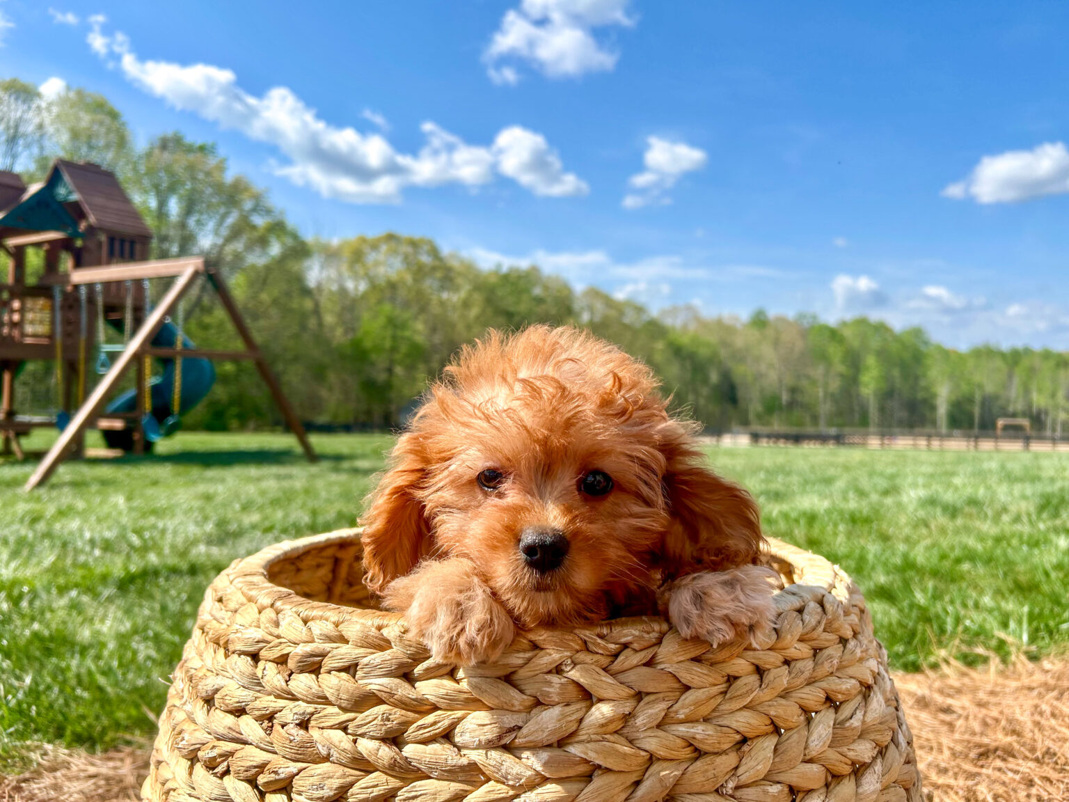 Discounted price is a reflection of a recessed vulva