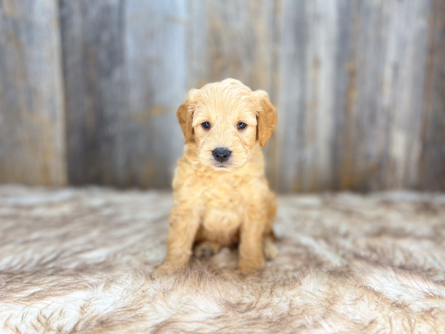 I am just a tiny baby and would love to join your family soon! Of course, you can’t see how cute and curly I will be when I get older, so the Dog Club will send updated photos when I am about 6 to 7 weeks old, if you choose to adopt me. Infant puppy deposits are refundable or transferrable.