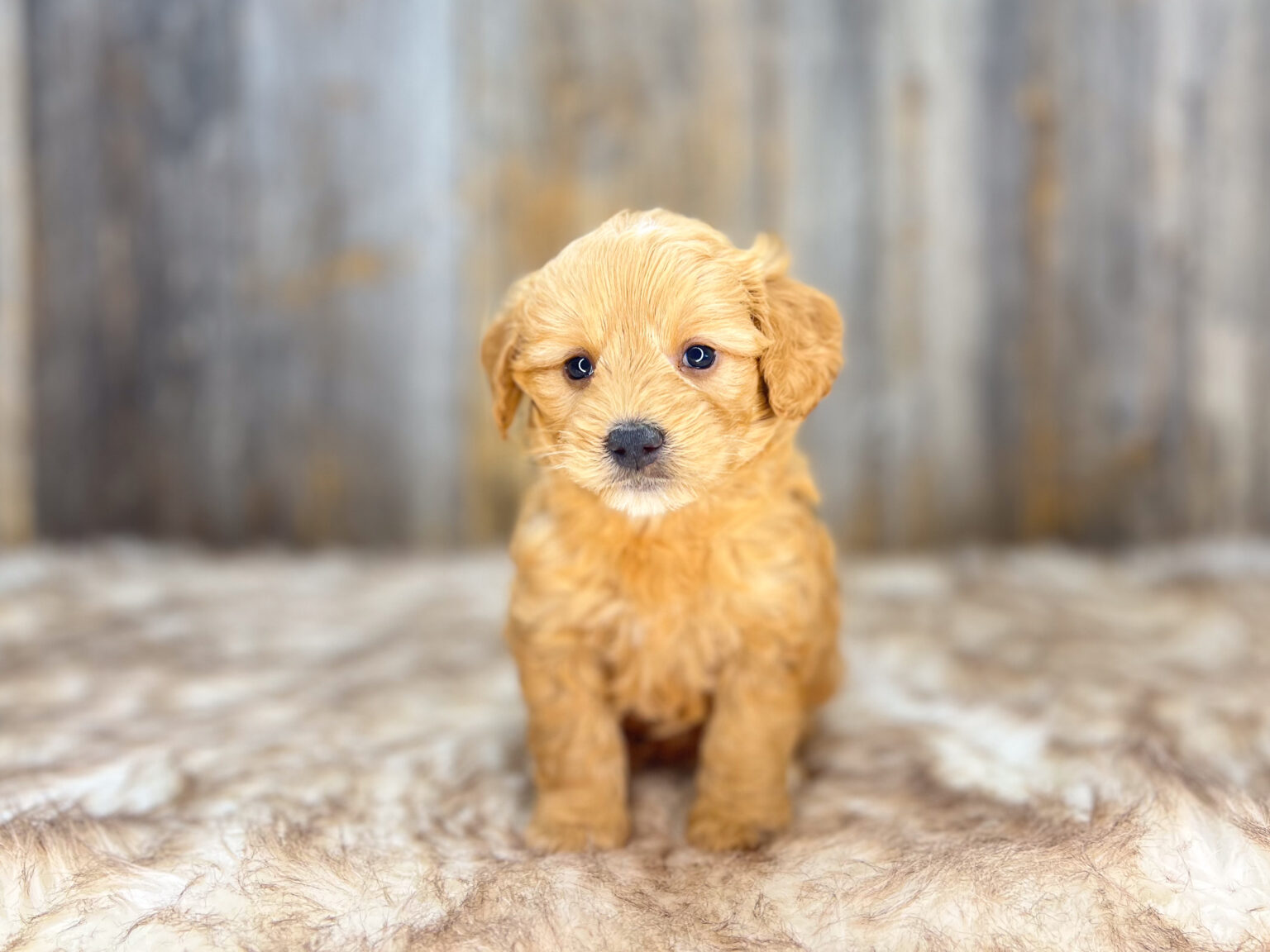 I am just a tiny baby and would love to join your family soon! Of course, you can’t see how cute and curly I will be when I get older, so the Dog Club will send updated photos when I am about 6 to 7 weeks old, if you choose to adopt me. Infant puppy deposits are refundable or transferrable.