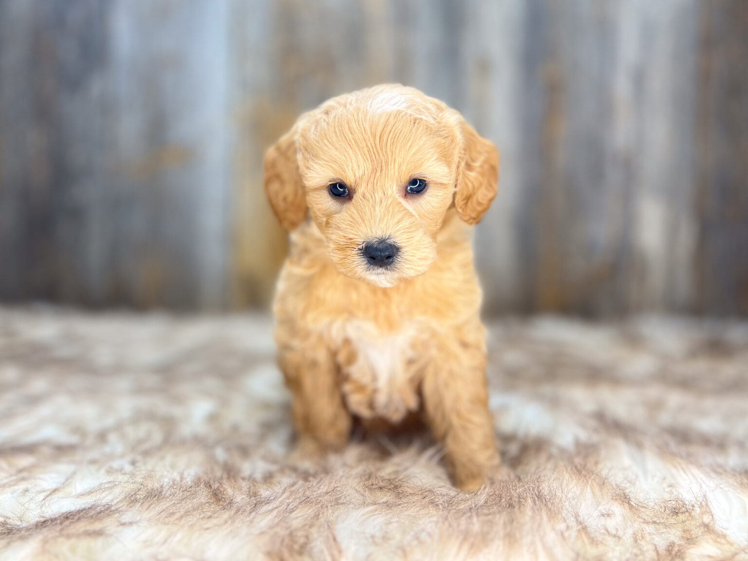 I am just a tiny baby and would love to join your family soon! Of course, you can’t see how cute and curly I will be when I get older, so the Dog Club will send updated photos when I am about 6 to 7 weeks old, if you choose to adopt me. Infant puppy deposits are refundable or transferrable.