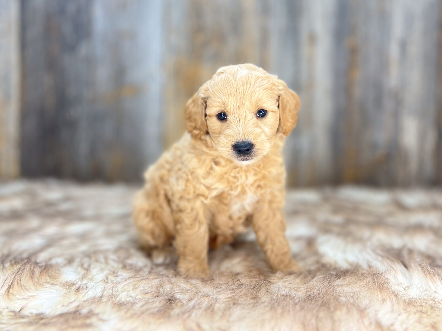 I am just a tiny baby and would love to join your family soon! Of course, you can’t see how cute and curly I will be when I get older, so the Dog Club will send updated photos when I am about 6 to 7 weeks old, if you choose to adopt me. Infant puppy deposits are refundable or transferrable.