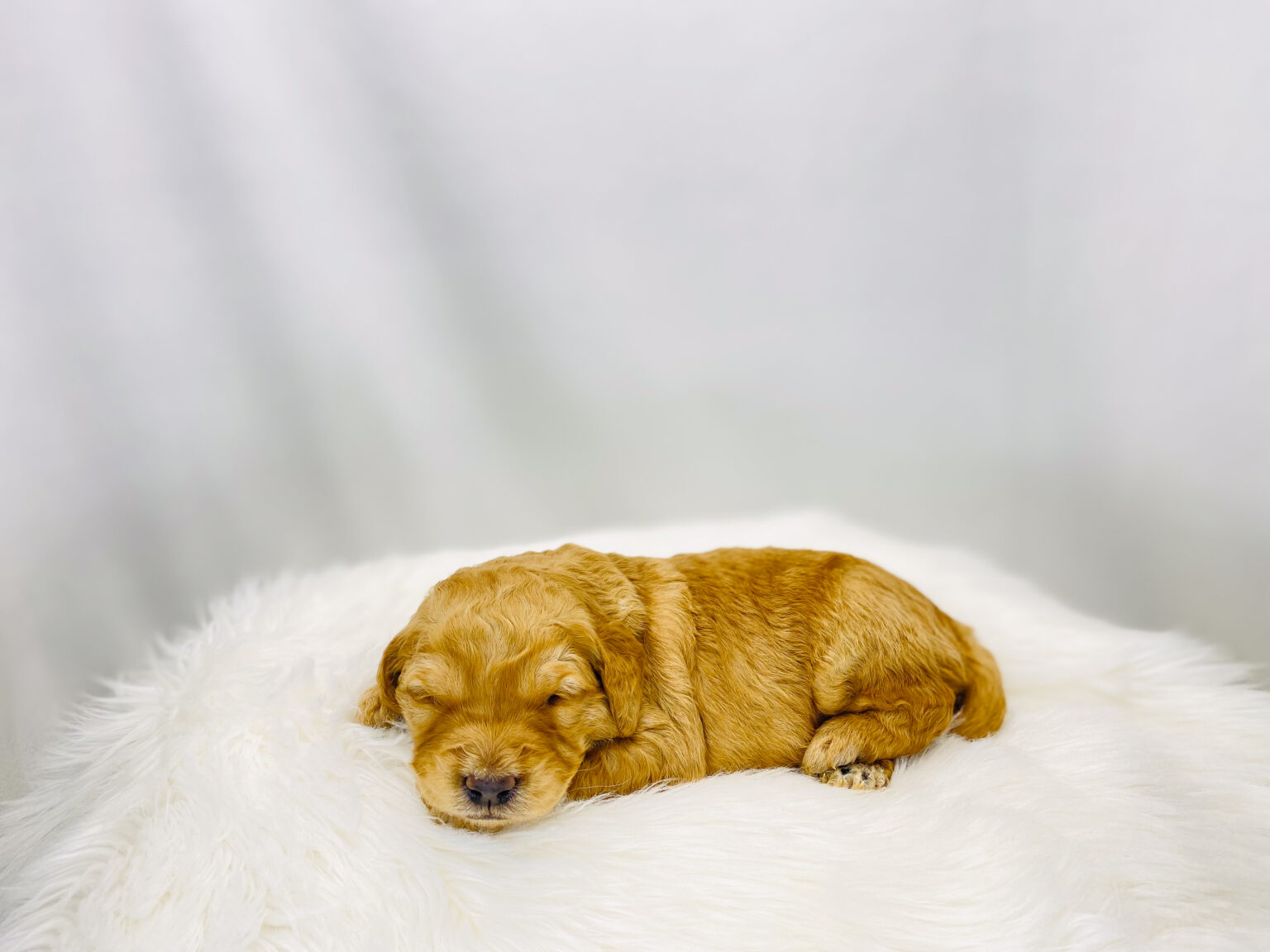 I am just a tiny baby and would love to join your family soon! Of course, you can’t see how cute and curly I will be when I get older, so the Dog Club will send updated photos when I am about 6 to 7 weeks old, if you choose to adopt me. Infant puppy deposits are refundable or transferrable.