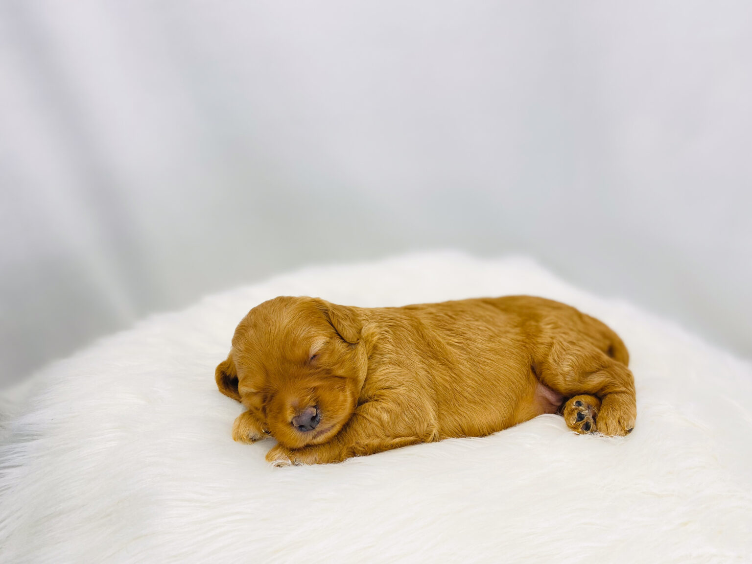 I am just a tiny baby and would love to join your family soon! Of course, you can’t see how cute and curly I will be when I get older, so the Dog Club will send updated photos when I am about 6 to 7 weeks old, if you choose to adopt me. Infant puppy deposits are refundable or transferrable.