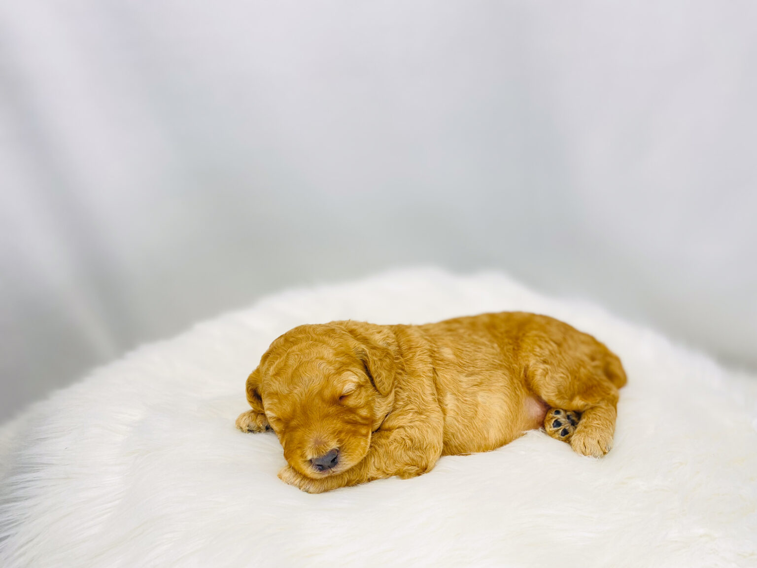 I am just a tiny baby and would love to join your family soon! Of course, you can’t see how cute and curly I will be when I get older, so the Dog Club will send updated photos when I am about 6 to 7 weeks old, if you choose to adopt me. Infant puppy deposits are refundable or transferrable.