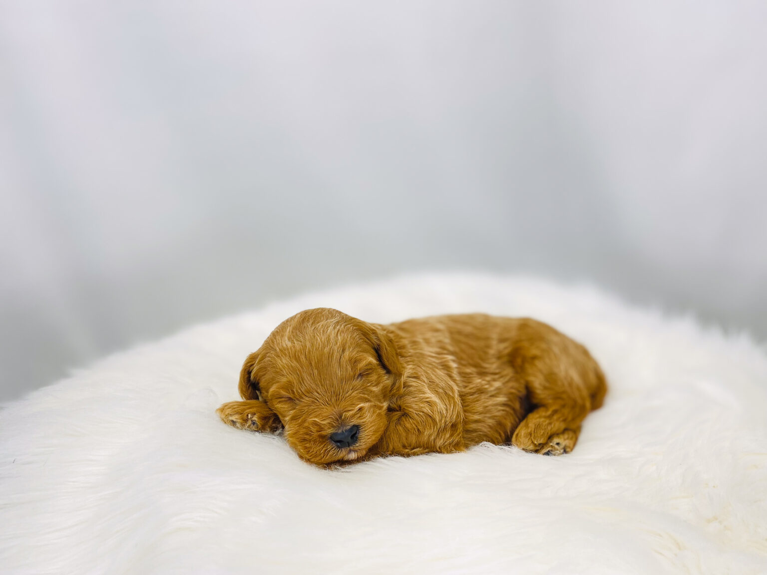 I am just a tiny baby and would love to join your family soon! Of course, you can’t see how cute and curly I will be when I get older, so the Dog Club will send updated photos when I am about 6 to 7 weeks old, if you choose to adopt me. Infant puppy deposits are refundable or transferrable.