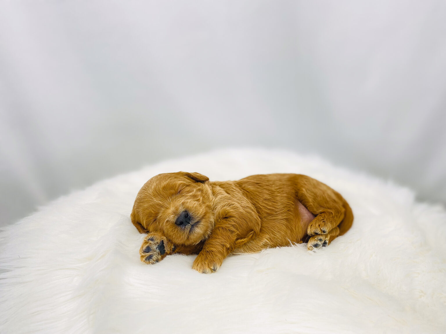 I am just a tiny baby and would love to join your family soon! Of course, you can’t see how cute and curly I will be when I get older, so the Dog Club will send updated photos when I am about 6 to 7 weeks old, if you choose to adopt me. Infant puppy deposits are refundable or transferrable.