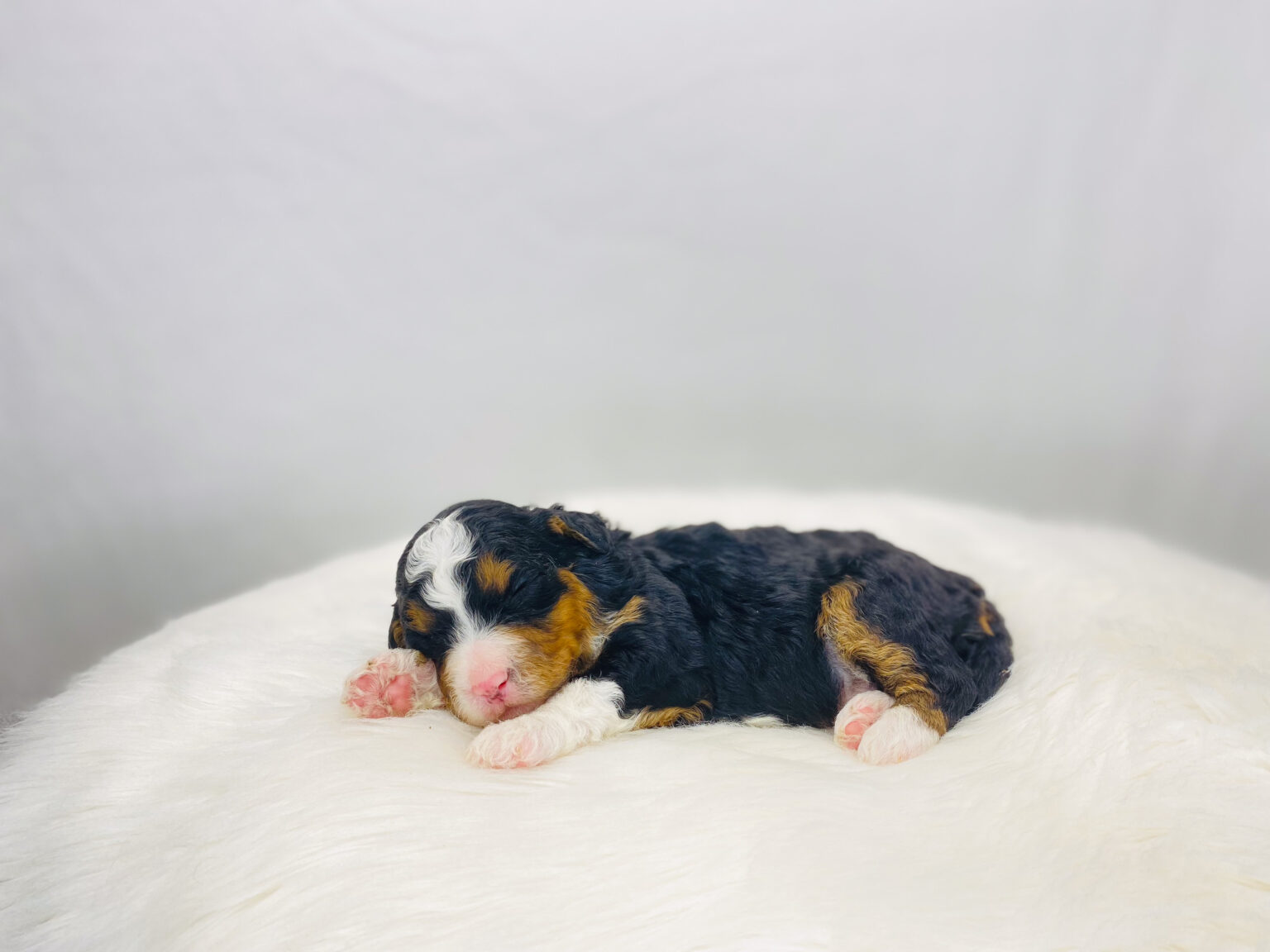 I am just a tiny baby and would love to join your family soon! Of course, you can’t see how cute and curly I will be when I get older, so the Dog Club will send updated photos when I am about 6 to 7 weeks old, if you choose to adopt me. Infant puppy deposits are refundable or transferrable.