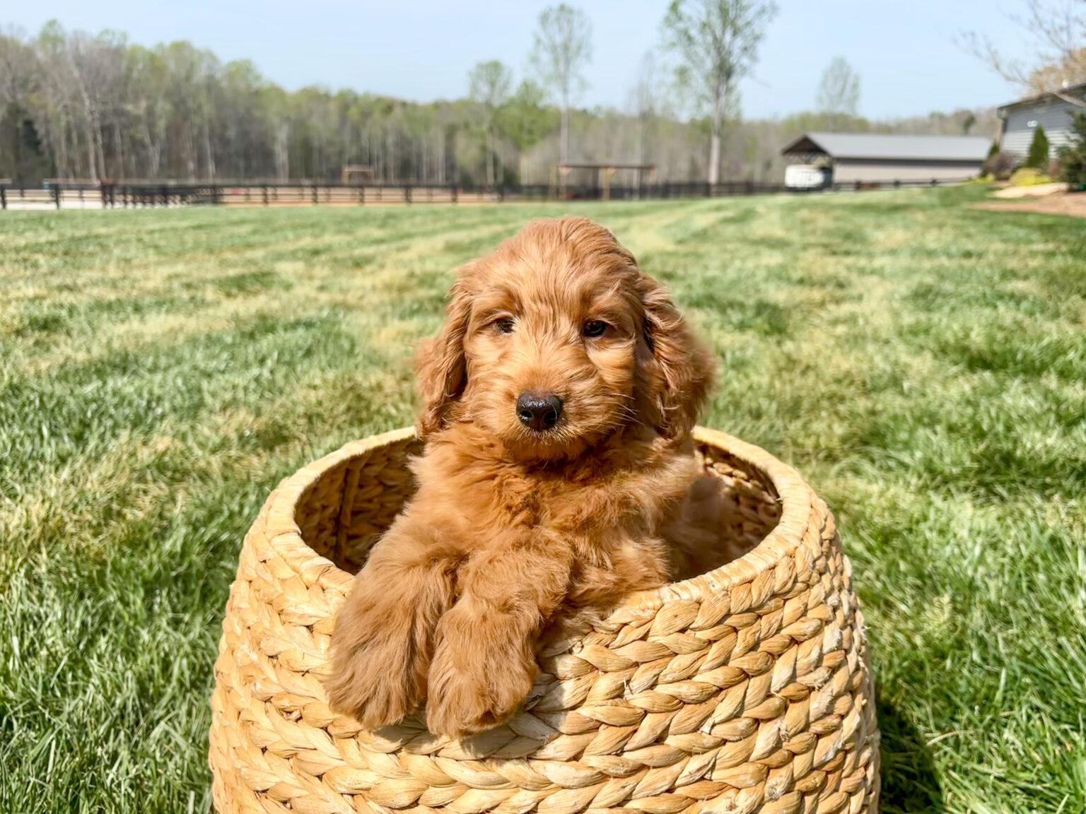 I am just a tiny baby and would love to join your family soon! Of course, you can’t see how cute and curly I will be when I get older, so the Dog Club will send updated photos when I am about 6 to 7 weeks old, if you choose to adopt me. Infant puppy deposits are refundable or transferrable.
