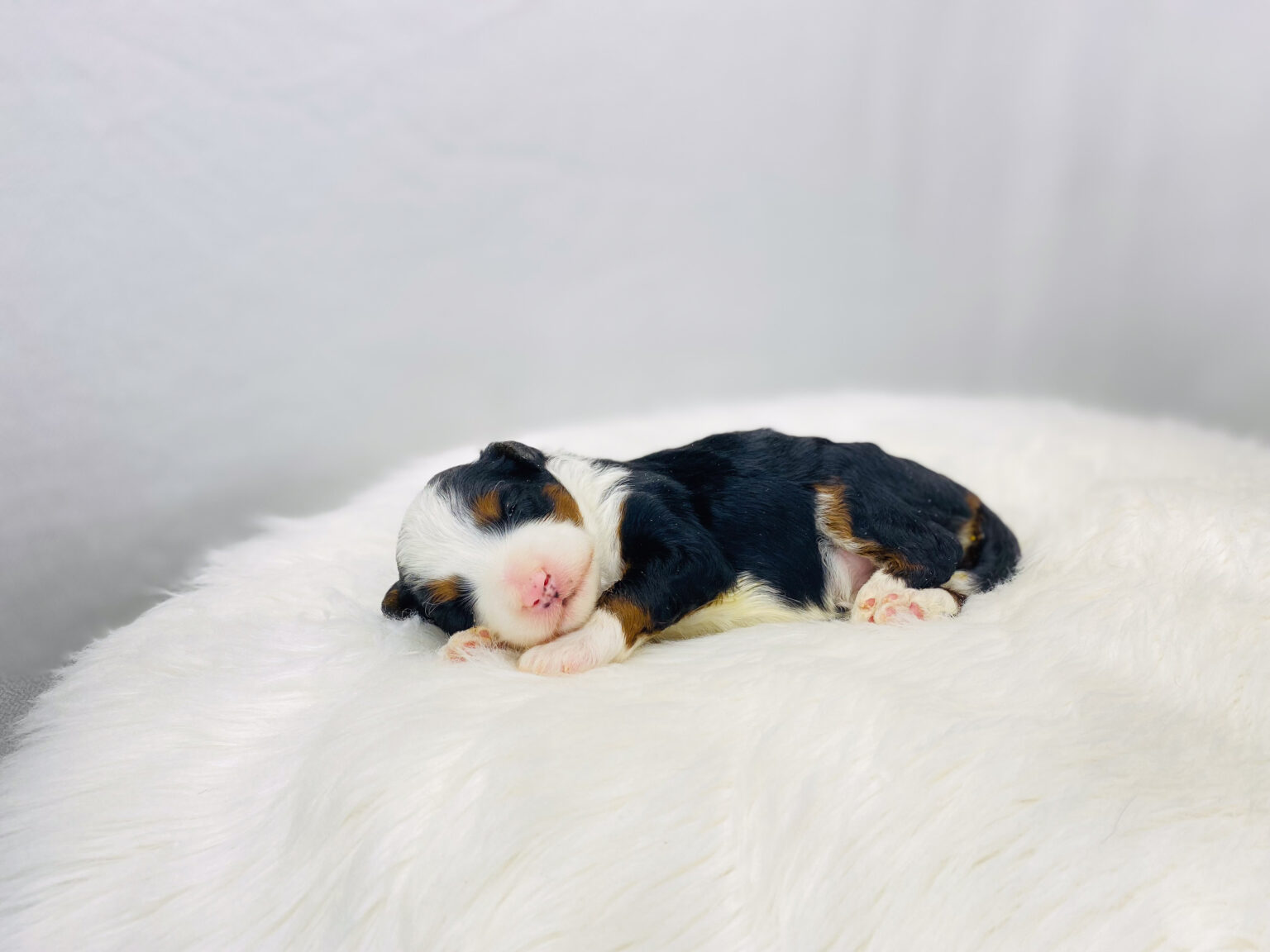 I am just a tiny baby and would love to join your family soon! Of course, you can’t see how cute and curly I will be when I get older, so the Dog Club will send updated photos when I am about 6 to 7 weeks old, if you choose to adopt me. Infant puppy deposits are refundable or transferrable.